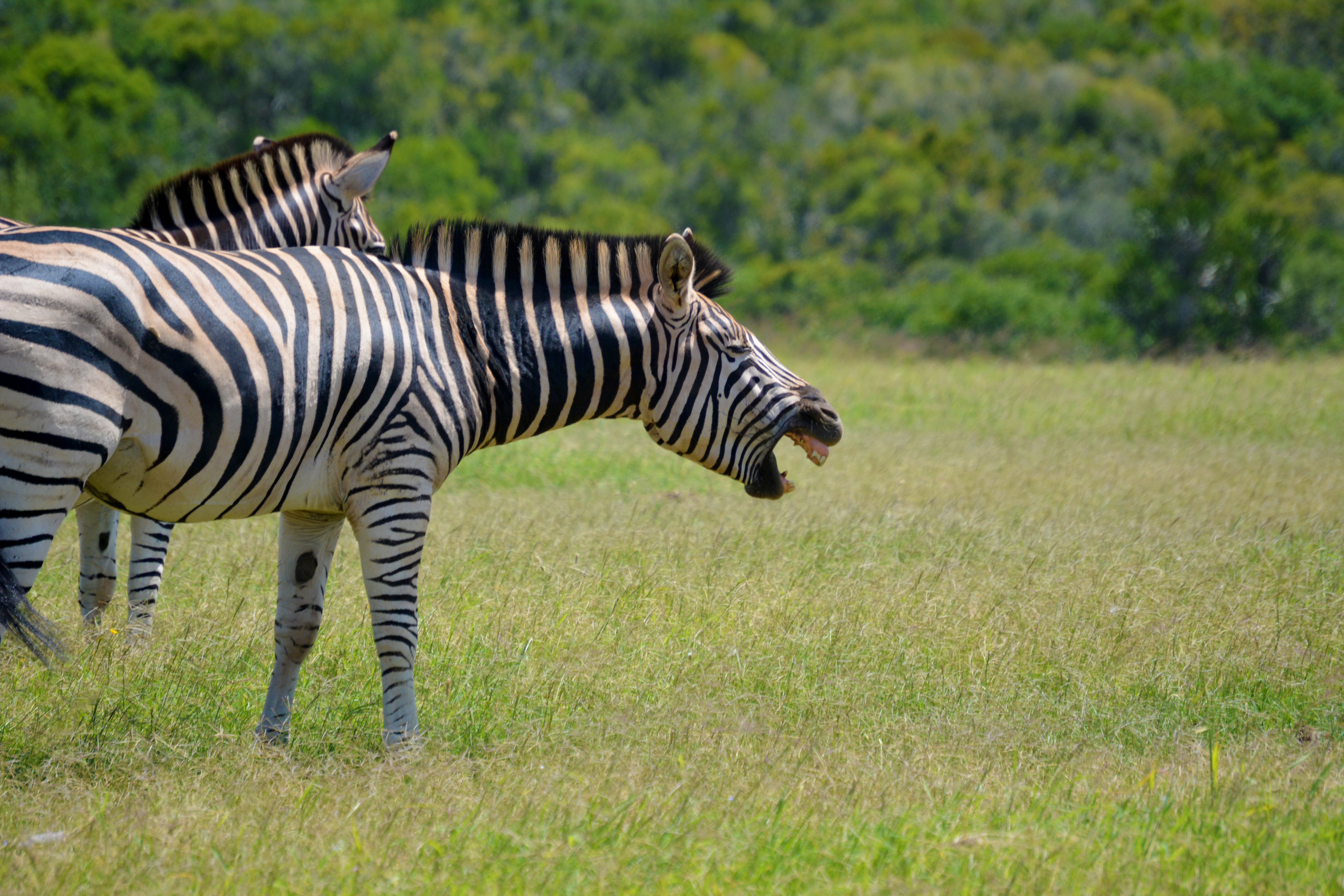 5K, plain, land, animal themes, grass, no people, black, laughing, day, east Africa, zebras, reserve, wild, wildlife Reserve, plant, black Color, side view, HD Wallpaper