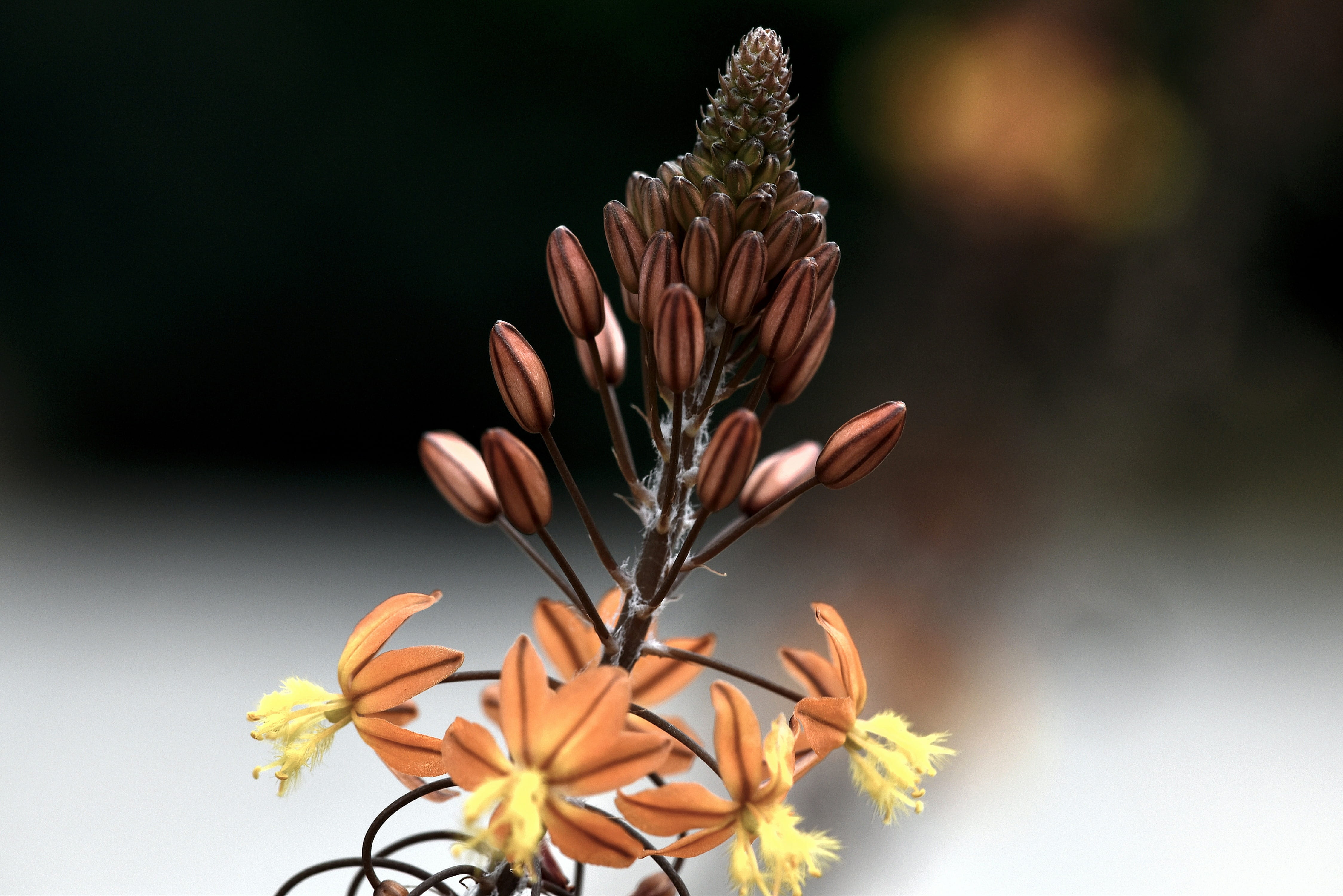 beauty in nature, petal, flowering plant, southern africa, orange color, no people, 4K, outdoors, close-up, botanical, flower, selective focus, nature, HD Wallpaper