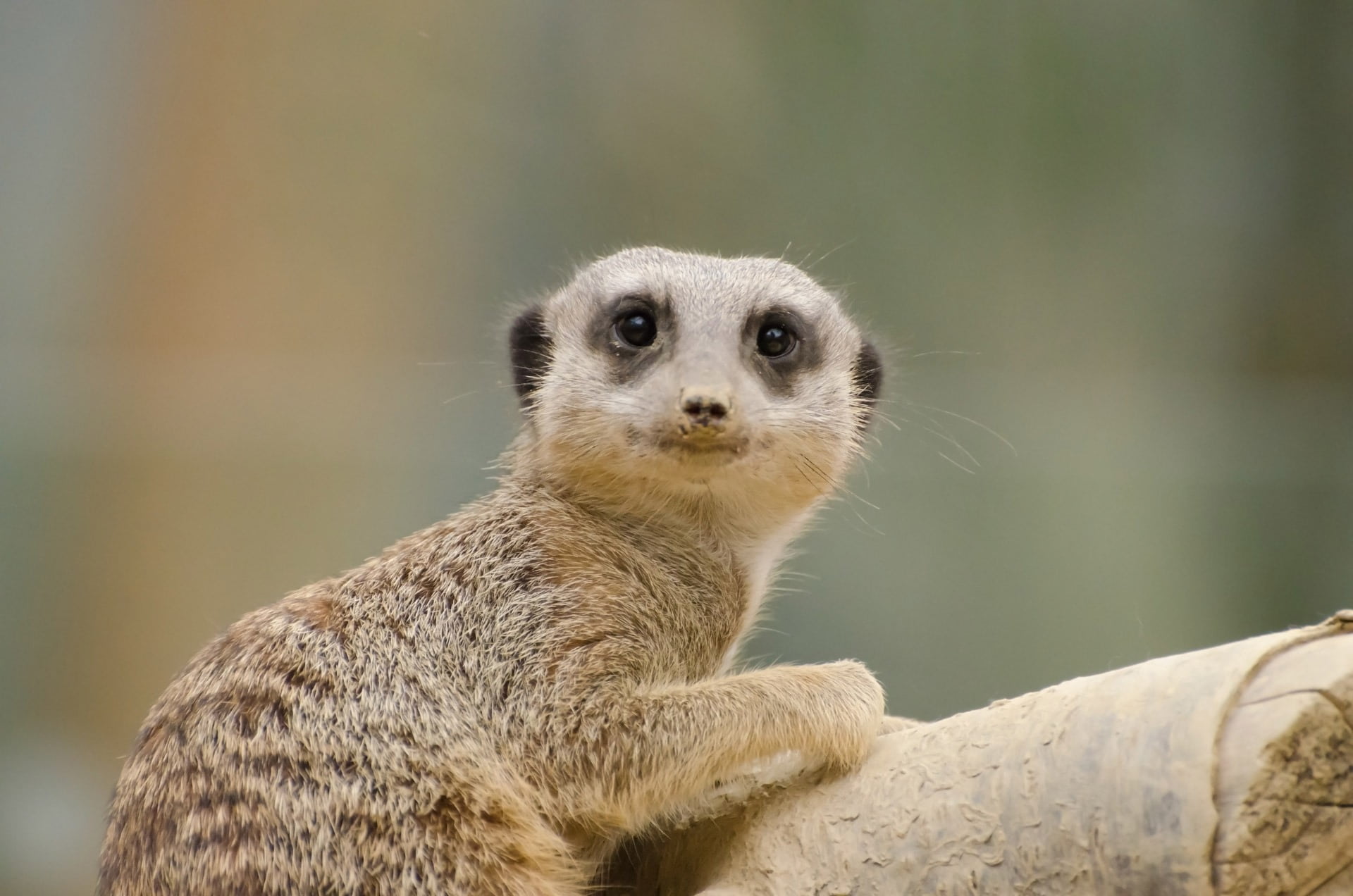 looking at camera, upright, wilderness, suricate, cute, southern, shallow, focus, natural, south, focus on foreground, animal wildlife, mongoose, mammal, HD Wallpaper
