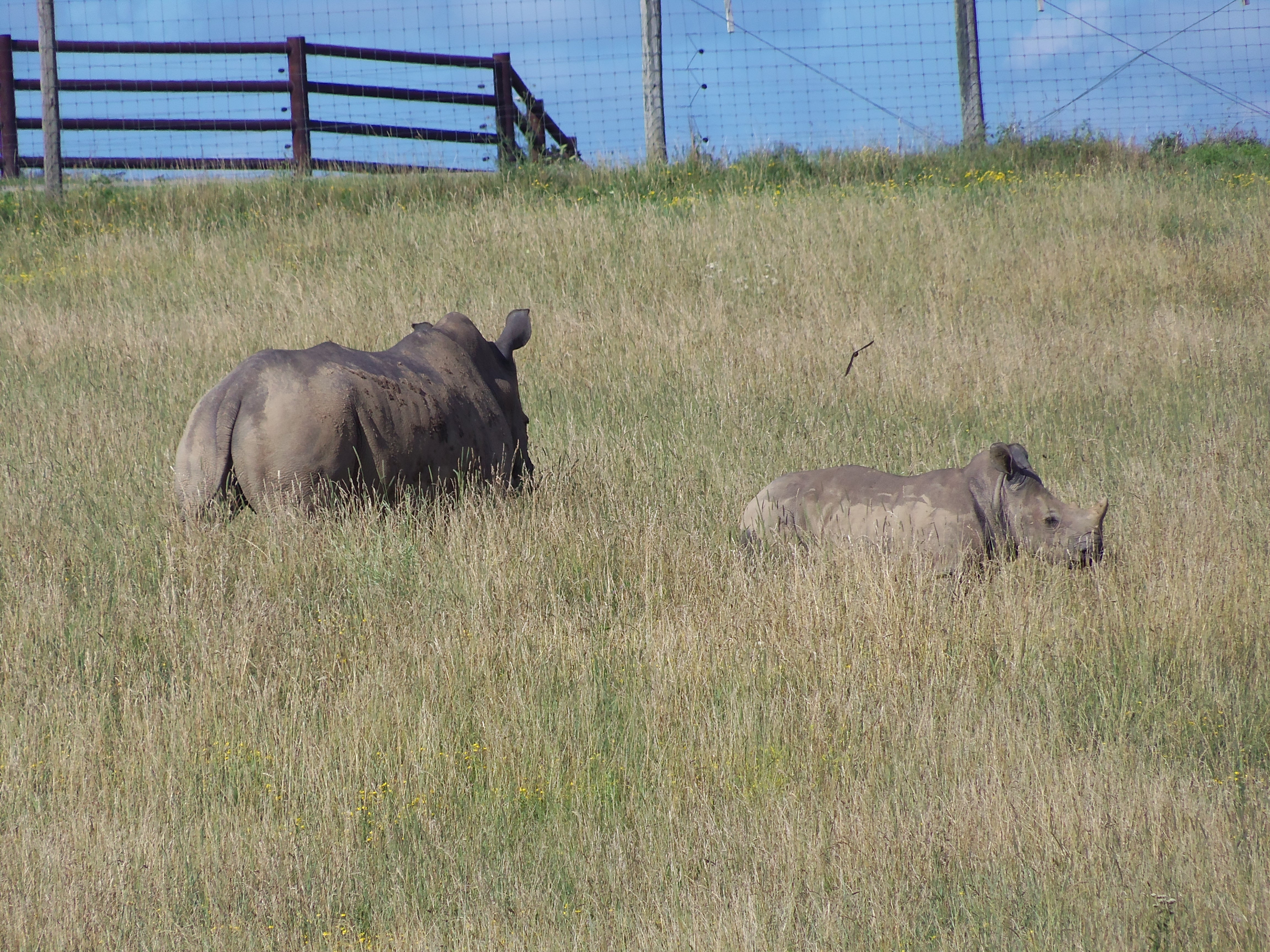 plant, safari, animals in the wild, group of animals, 4K, animal, livestock, fence, no people, southern white rhino, land, grass, africa, vertebrate, mother, HD Wallpaper