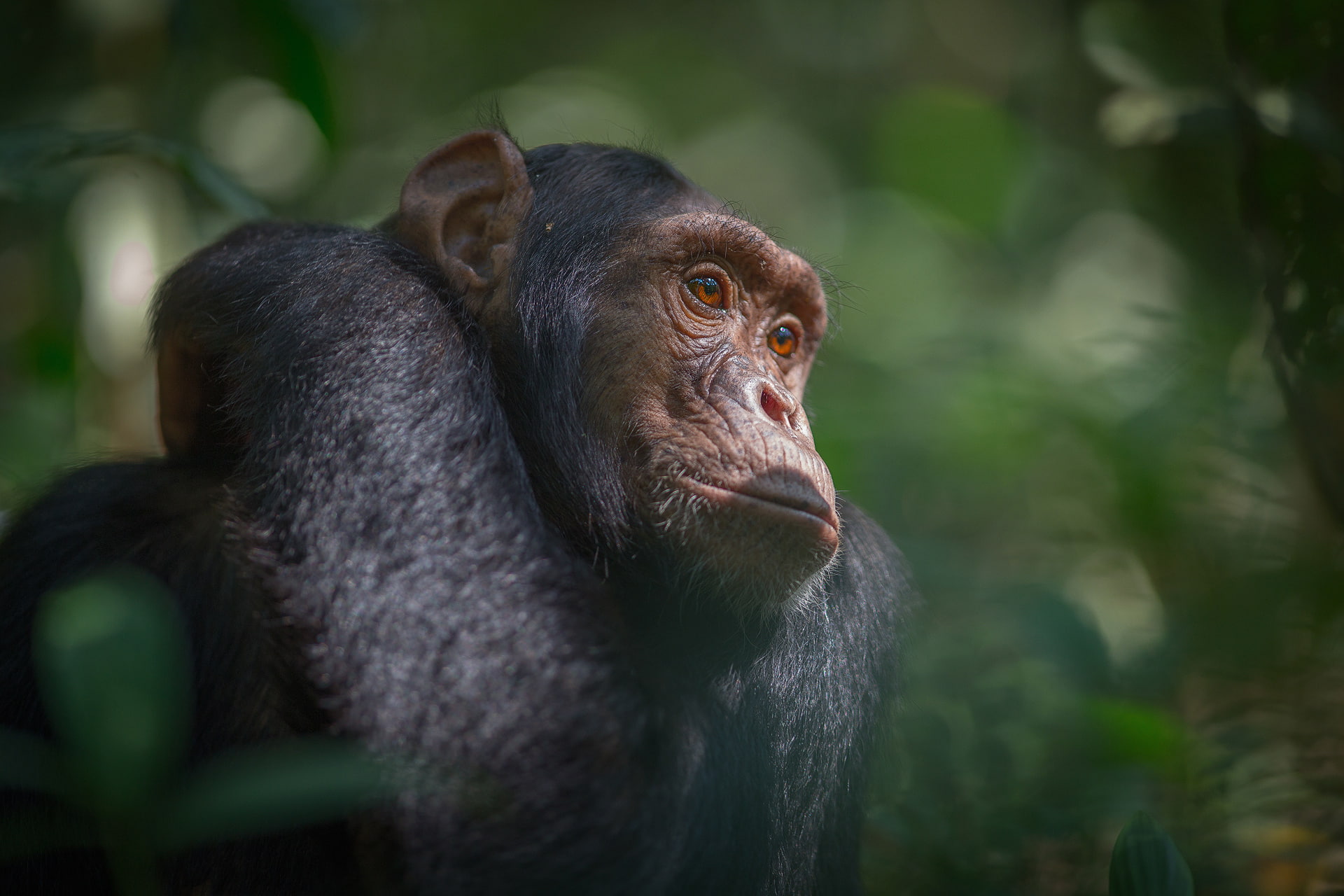 monkey, Africa, jungle, 1080P, Kibale national Park, southern Uganda, chimpanzees, HD Wallpaper