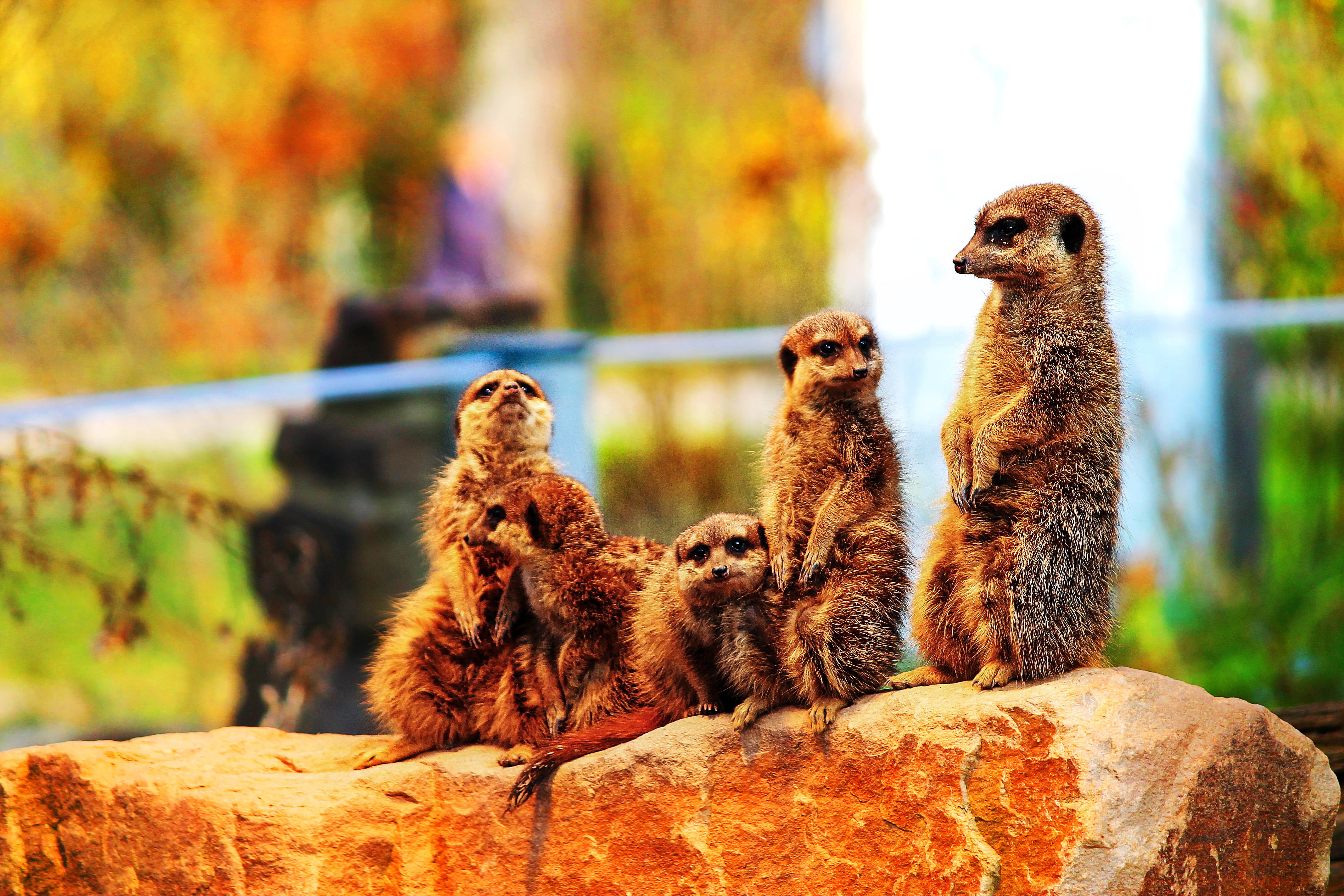 zoo sababurg, rock, scharrtier, species of mammal, nature, meerkat, sababurg castle, no people, animal wildlife, mammal, 4K, animal themes, vertebrate, HD Wallpaper