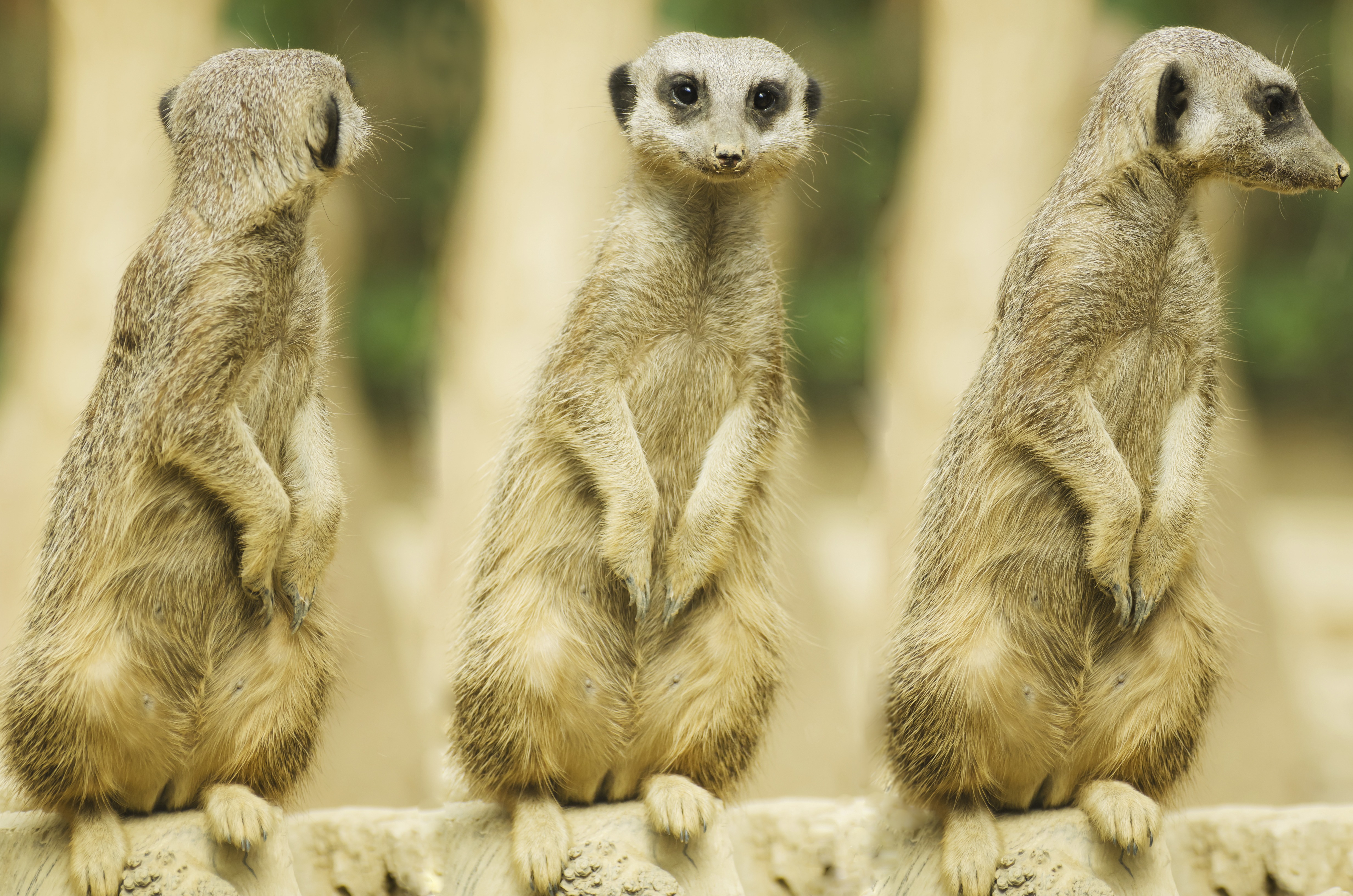 animal wildlife, alert, animal, suricata, guard, animal themes, standing, land, no people, baby, adapted, creature, animal head, mongoose, zoo, face, desert, HD Wallpaper