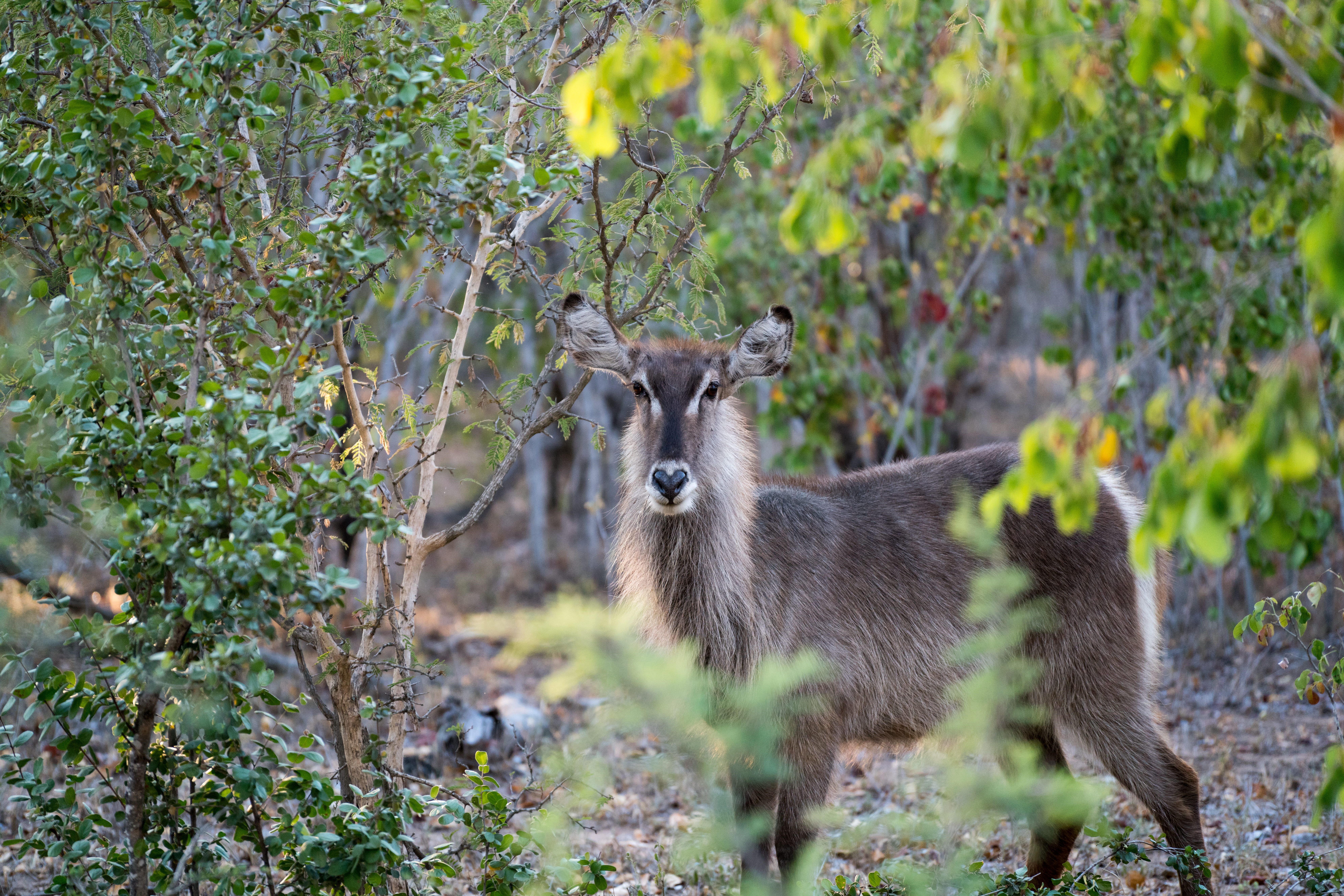 herbivorous, animals in the wild, portrait, day, plant, one animal, animal, young animal, vertebrate, land, safari, tree, mammal, nature, kapama southern camp, HD Wallpaper
