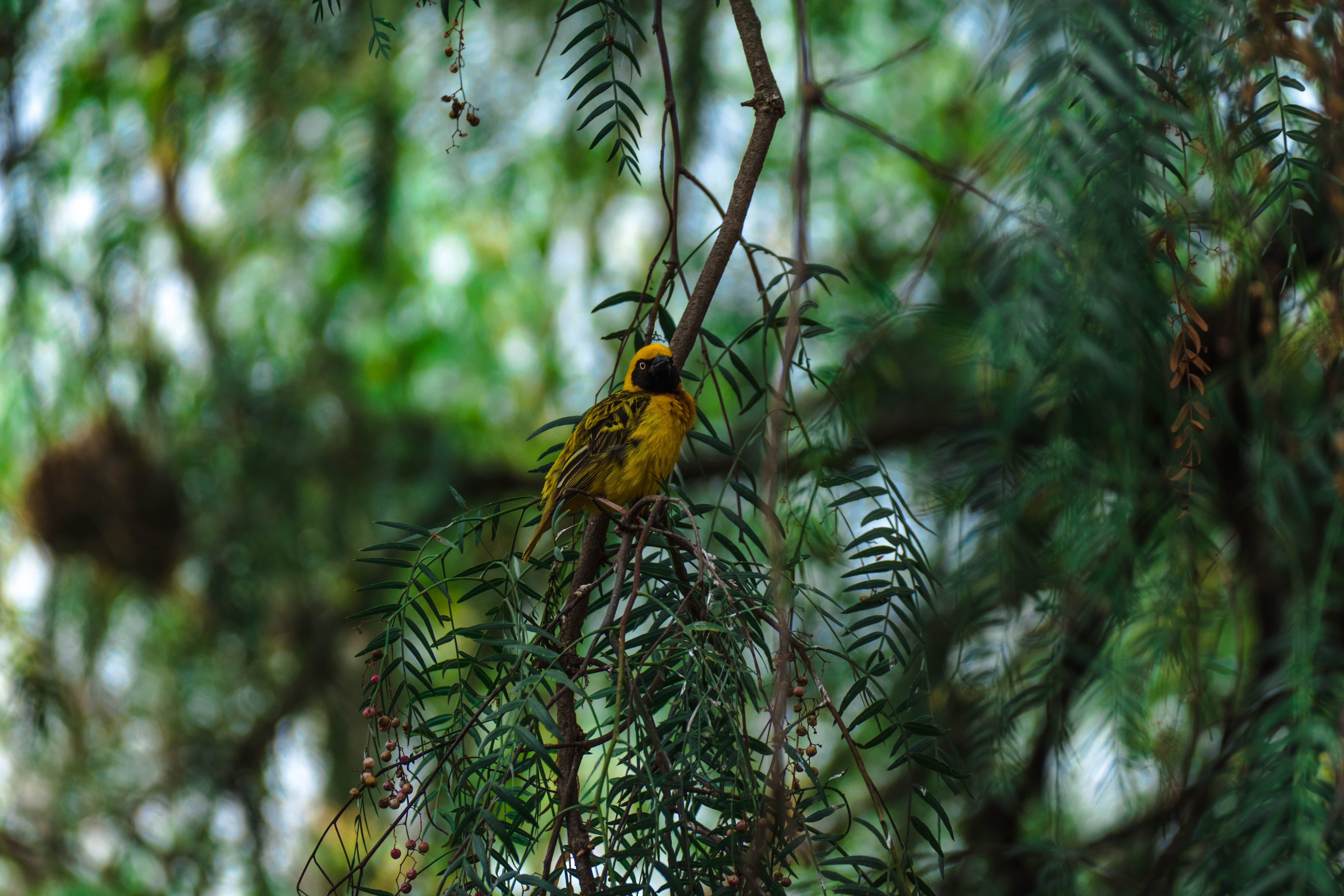 no people, focus on foreground, selective focus, plant, green color, animal wildlife, beauty in nature, africa, perching, safari, animal themes, animal, HD Wallpaper