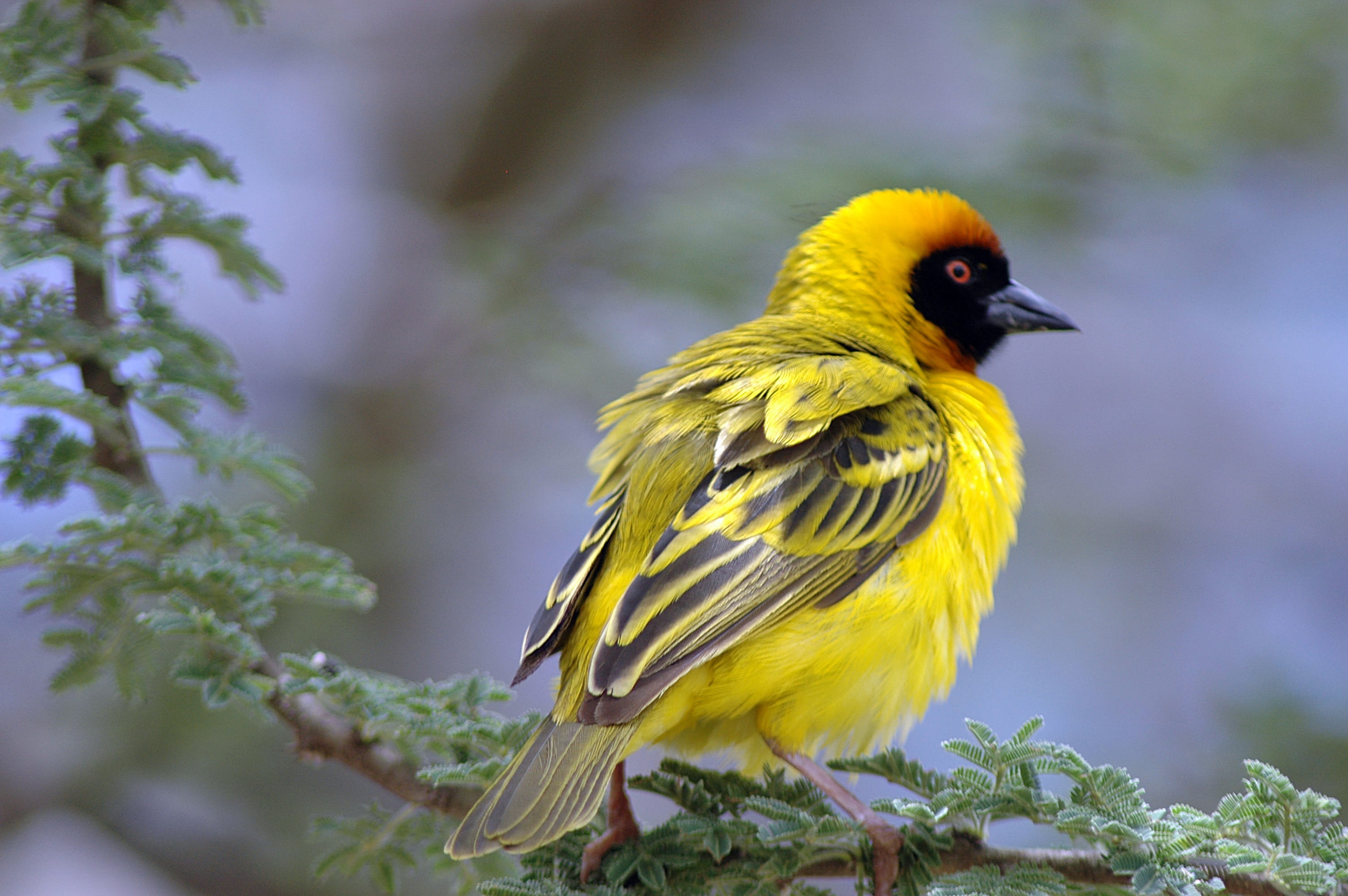 outdoors, vertebrate, one animal, masked, branch, animal themes, no people, perching, africa, animals in the wild, tree, beauty in nature, day, animal wildlife, HD Wallpaper