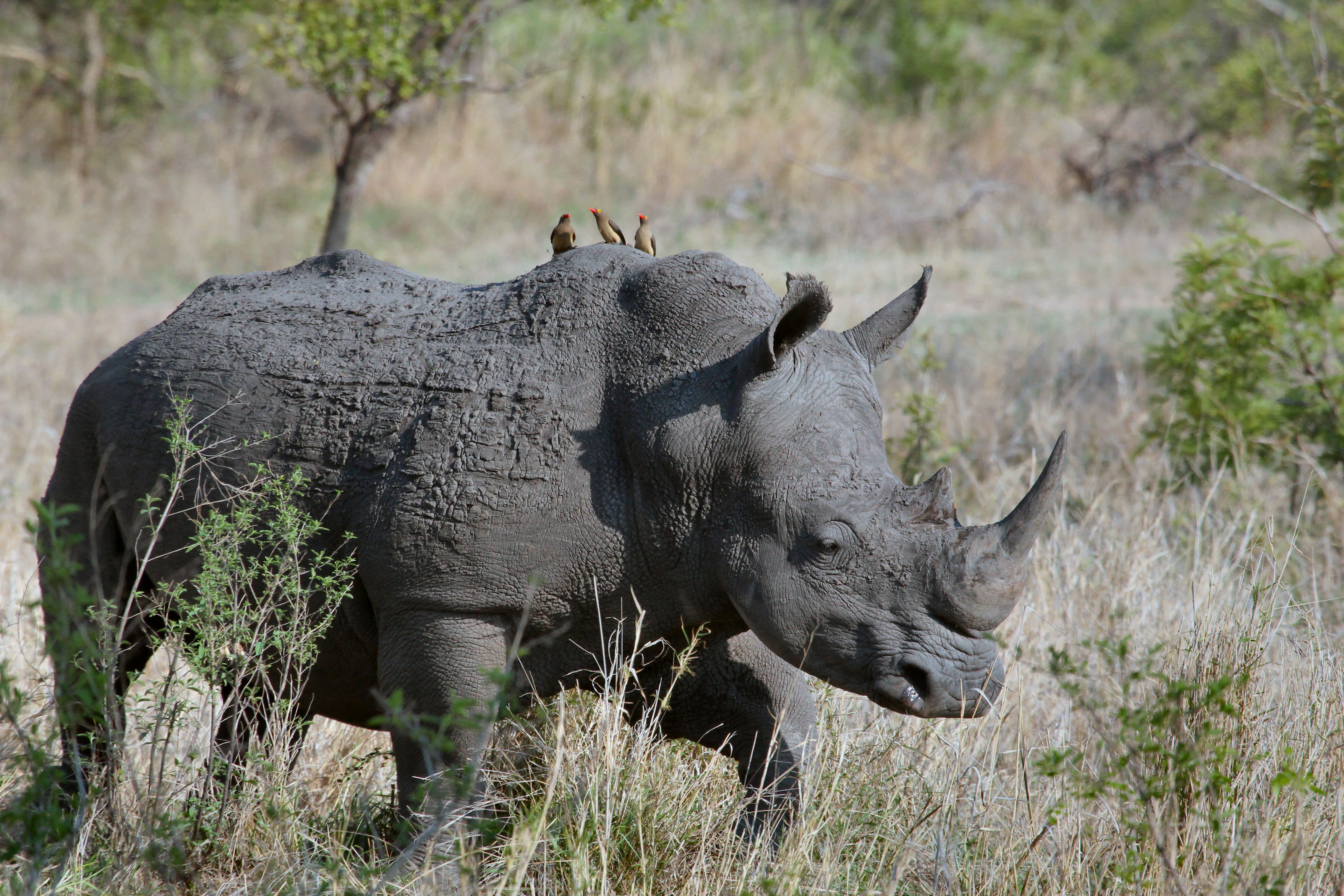 herbivorous, animal themes, daytime, black, rhinocero, mammal, safari, south Africa, nature, wildlife, tree, africa, side view, focus on foreground, bird, HD Wallpaper