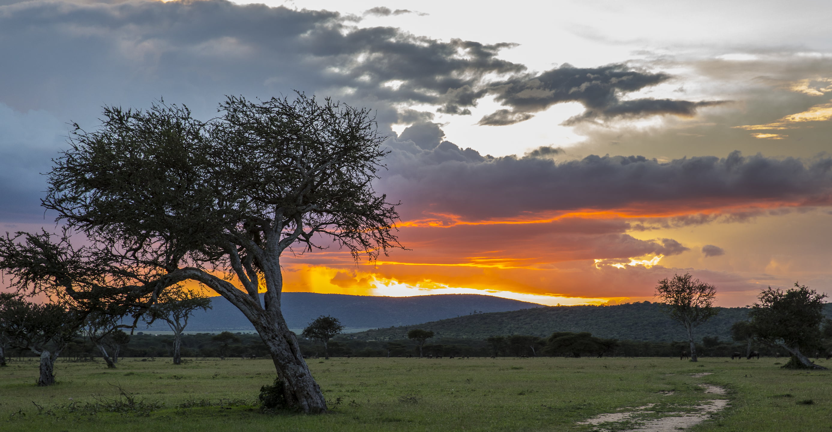 nature, view, photography, Kenya, tree, 2K, grass, Wildlife, near, landscape, sky, outdoors, mountain, Conservancy, Sunset, Masai Mara, Maasai Mara, HD Wallpaper