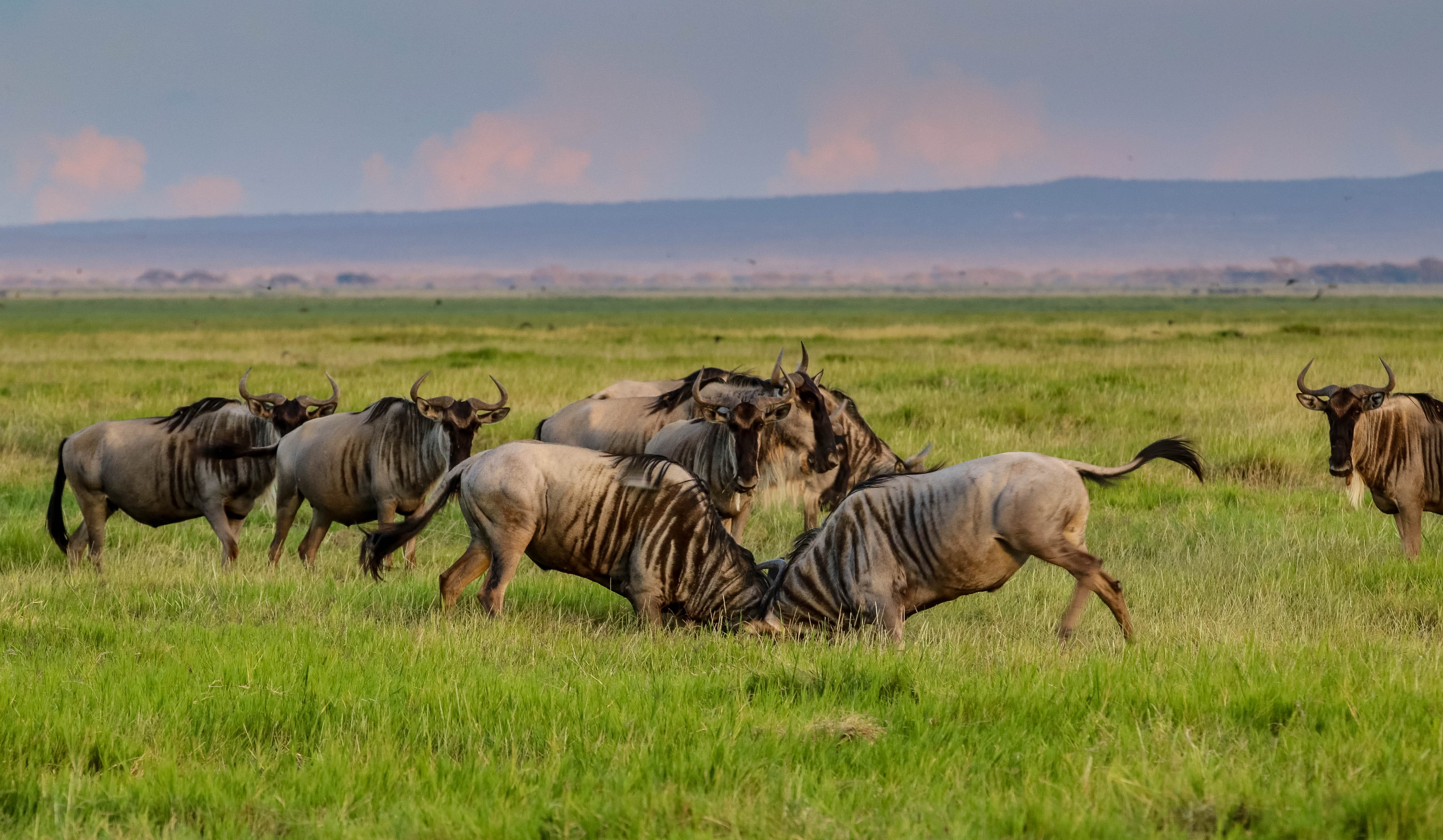 animal wildlife, group of animals, amboseli, animals in the wild, domestic animals, large group of animals, field, outdoors, nature, animal themes, mammal, HD Wallpaper