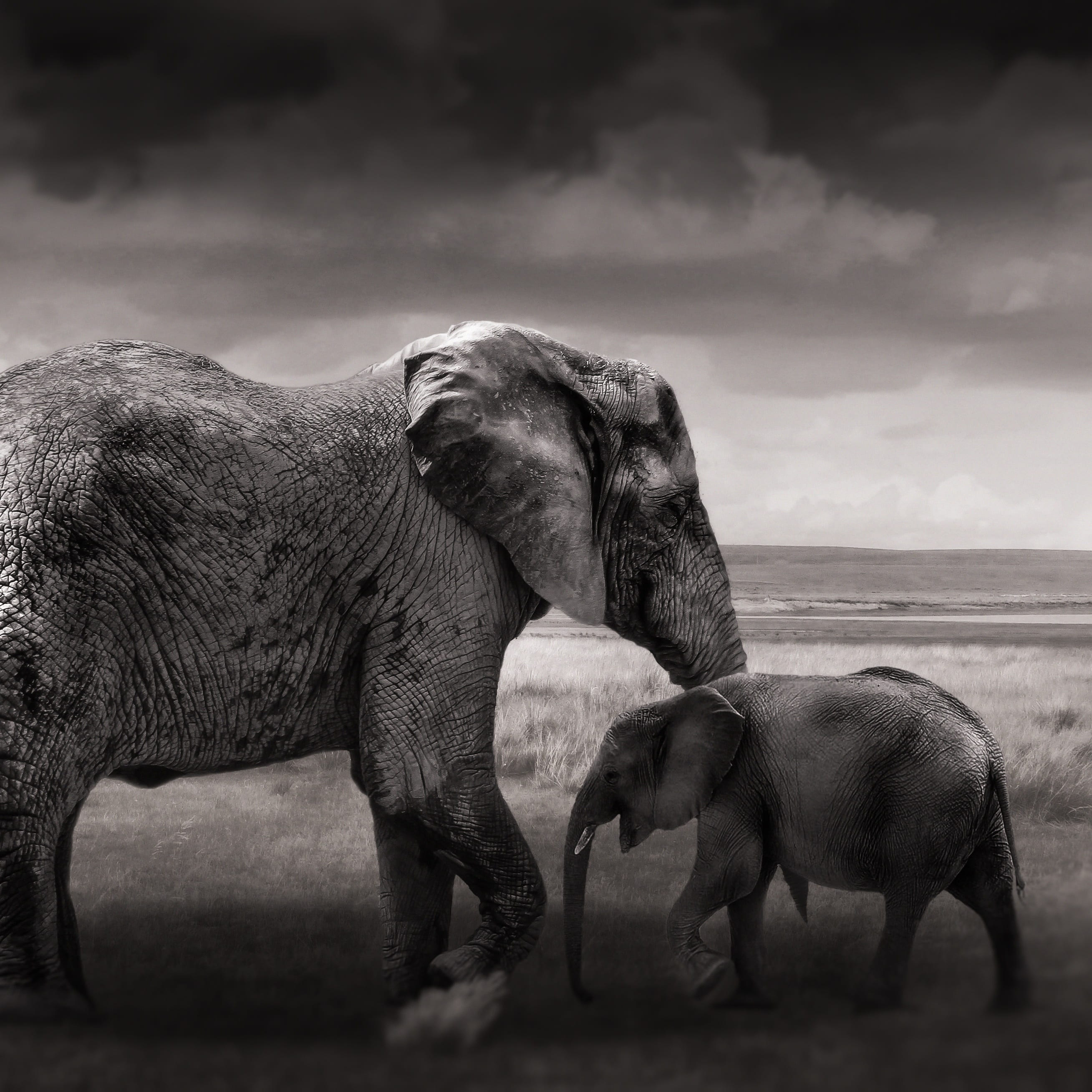 animal family, field, animal wildlife, photography, animals in the wild, young elephant, elephant family, cloud - sky, baby elephant, herbivorous, day, Phone HD Wallpaper