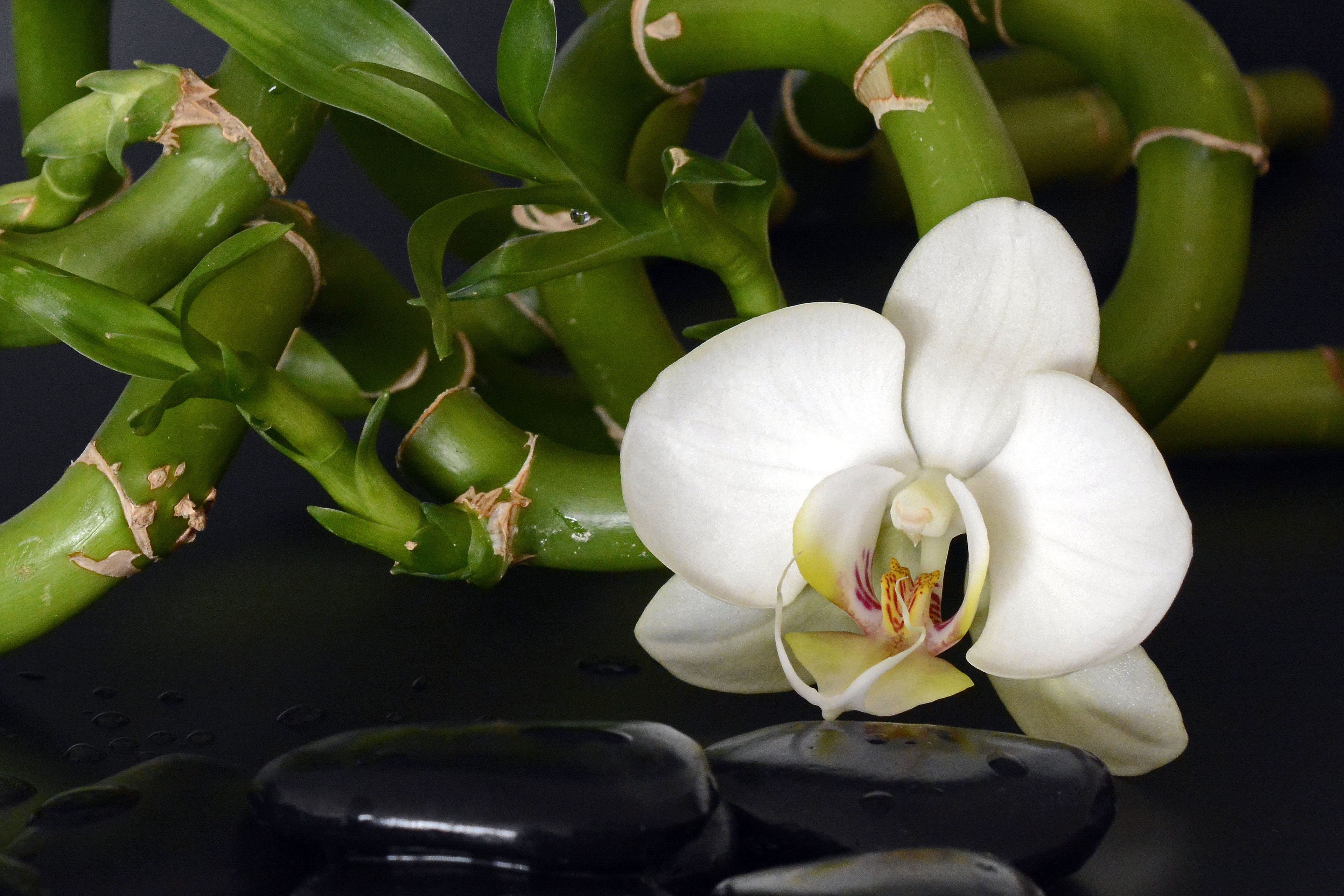 closeup, flower head, petal, photography, sprituell, hot stones, vulnerability, bamboo, no people, wellness, stone, massage, stones, white, plant, flower, HD Wallpaper