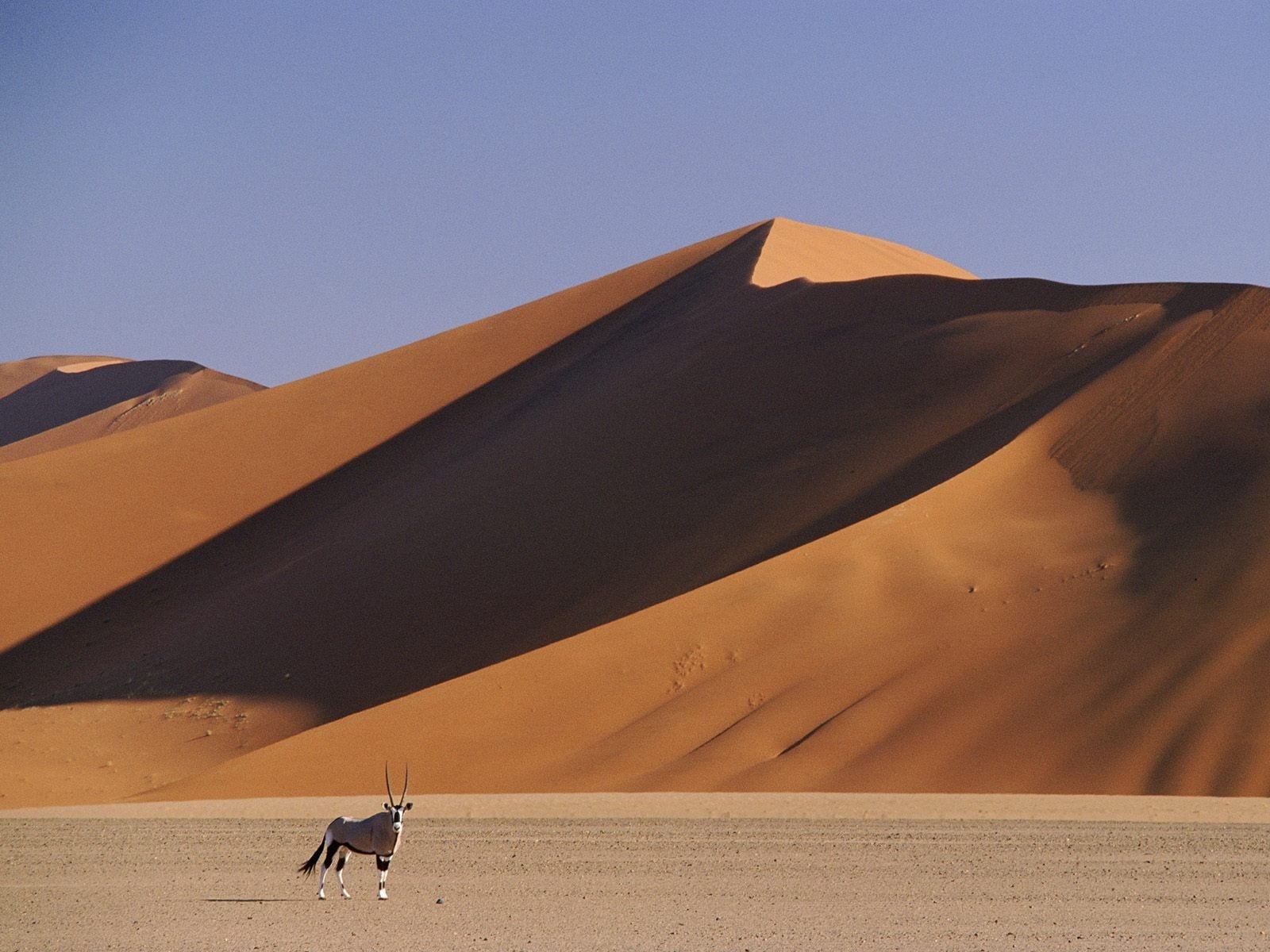 mountain, nature, tourism, land, north Africa, vertebrate, animal themes, heat - Temperature, arid Climate, dunes, camel, dry, sahara Desert, animal, domestic animals, HD Wallpaper