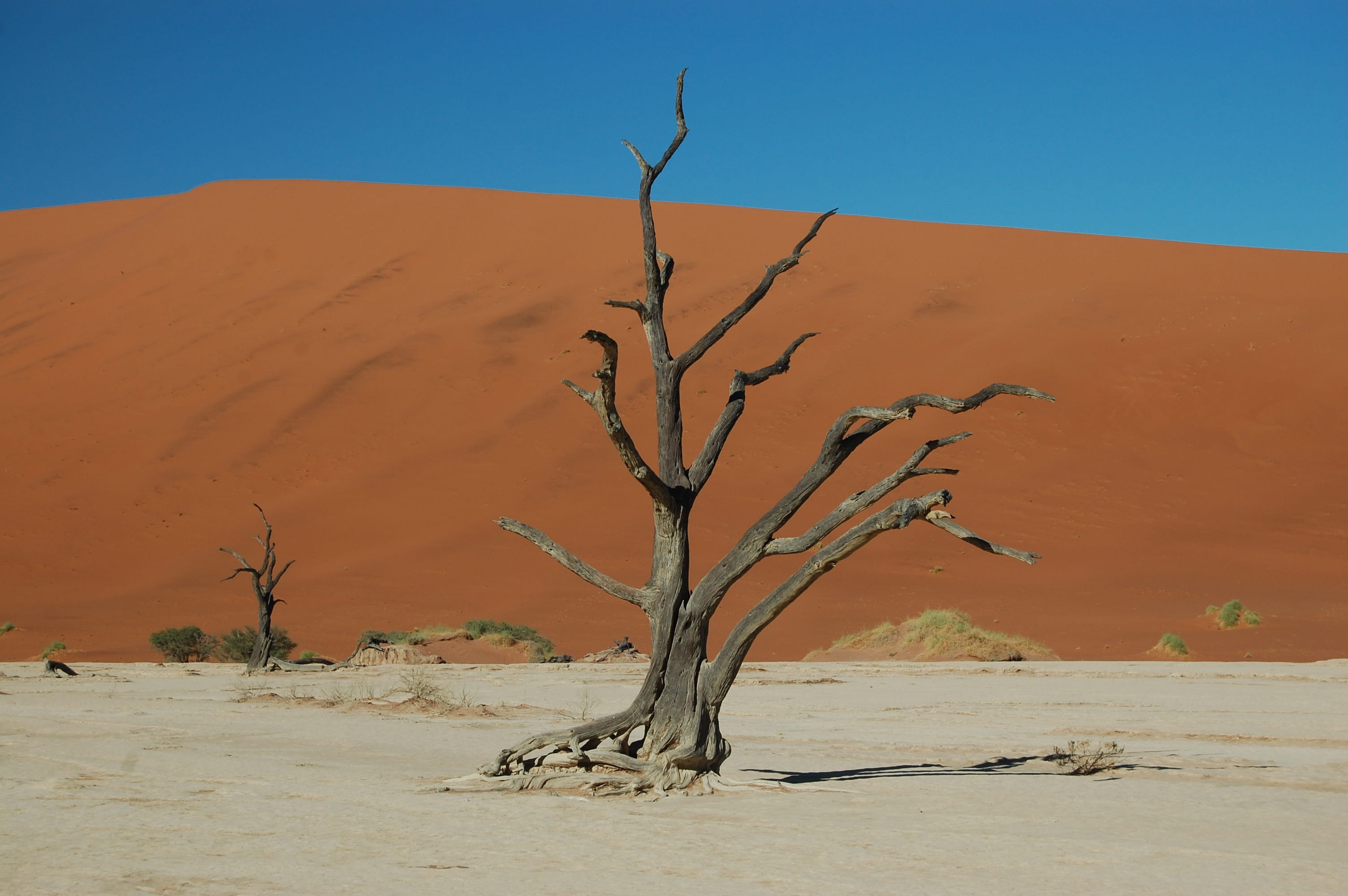 sossusvlei, tree, sky, arid climate, namib desert, desert, deathvlei, climate, no people, drought, 2K, land, outdoors, plant, bare tree, sand, environment, HD Wallpaper