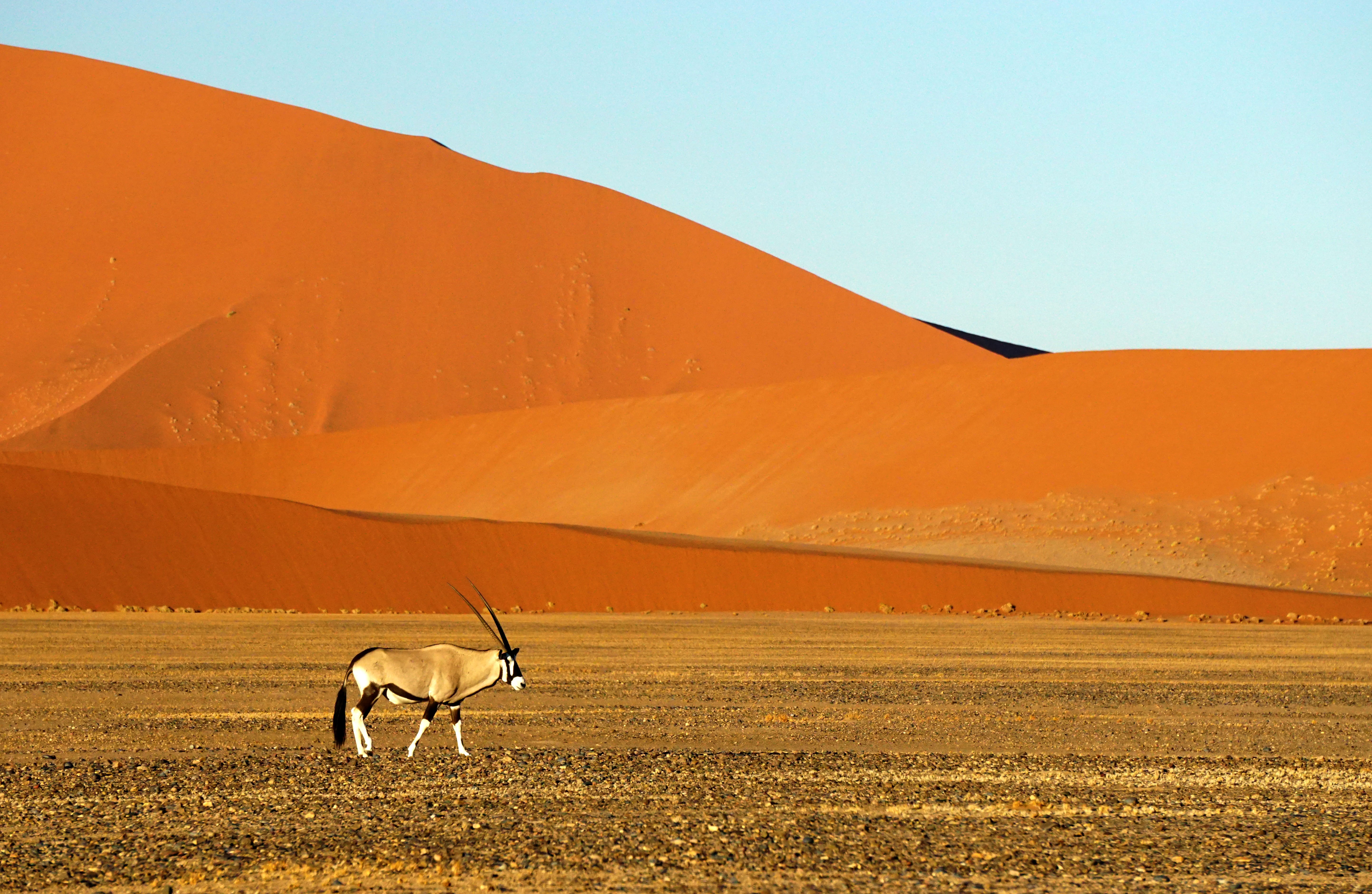 environment, walking, sky, beauty in nature, safari, brown, travel destinations, landscape, white, sossusvlei, animal wildlife, arid climate, herbivorous, HD Wallpaper