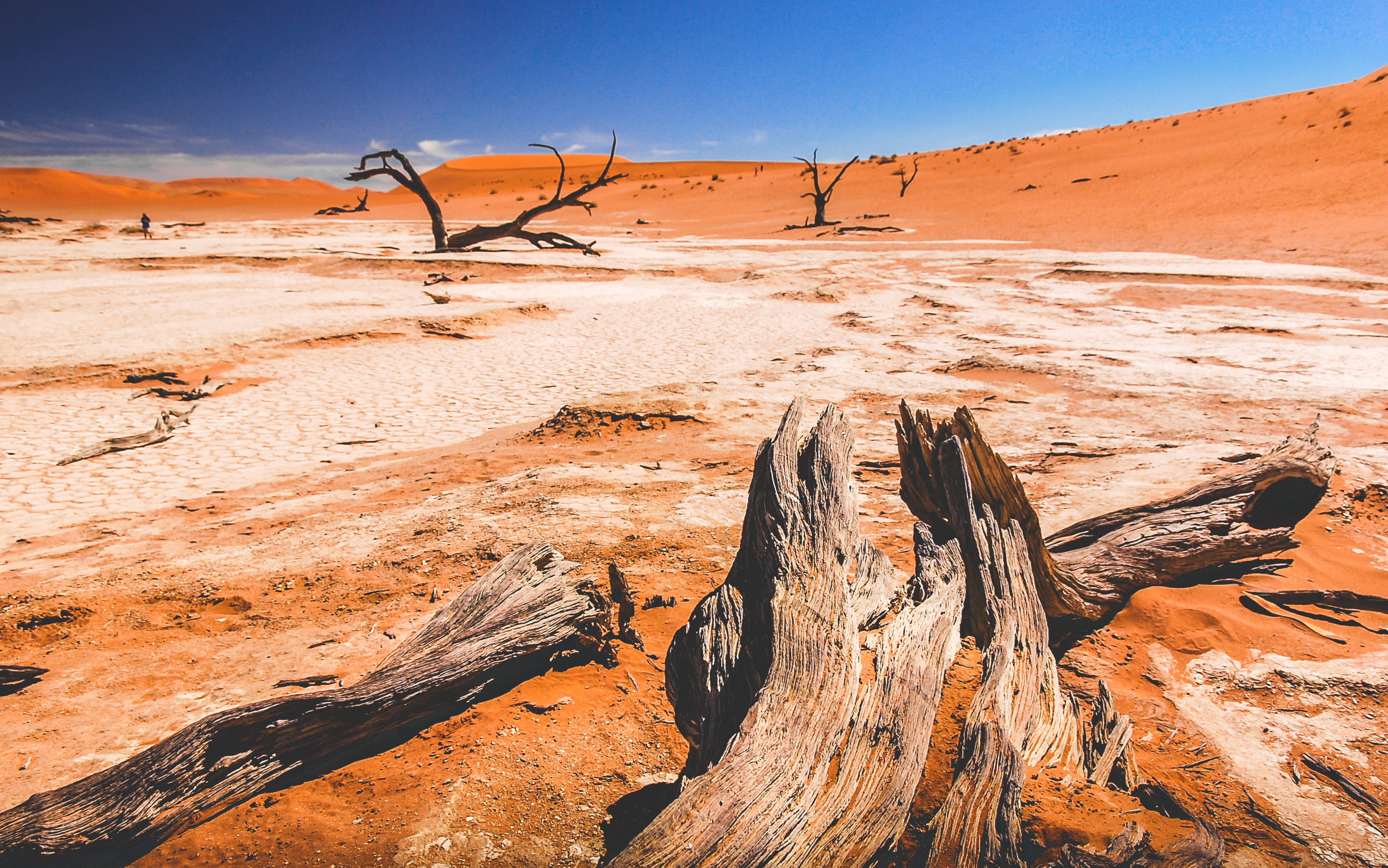 extreme Terrain, environment, landscapes, Sossusvlei, scenics, land, hot, tree, daytime, 2K, dead plant, place, drift, national Park, rock - Object, sand Dune, HD Wallpaper