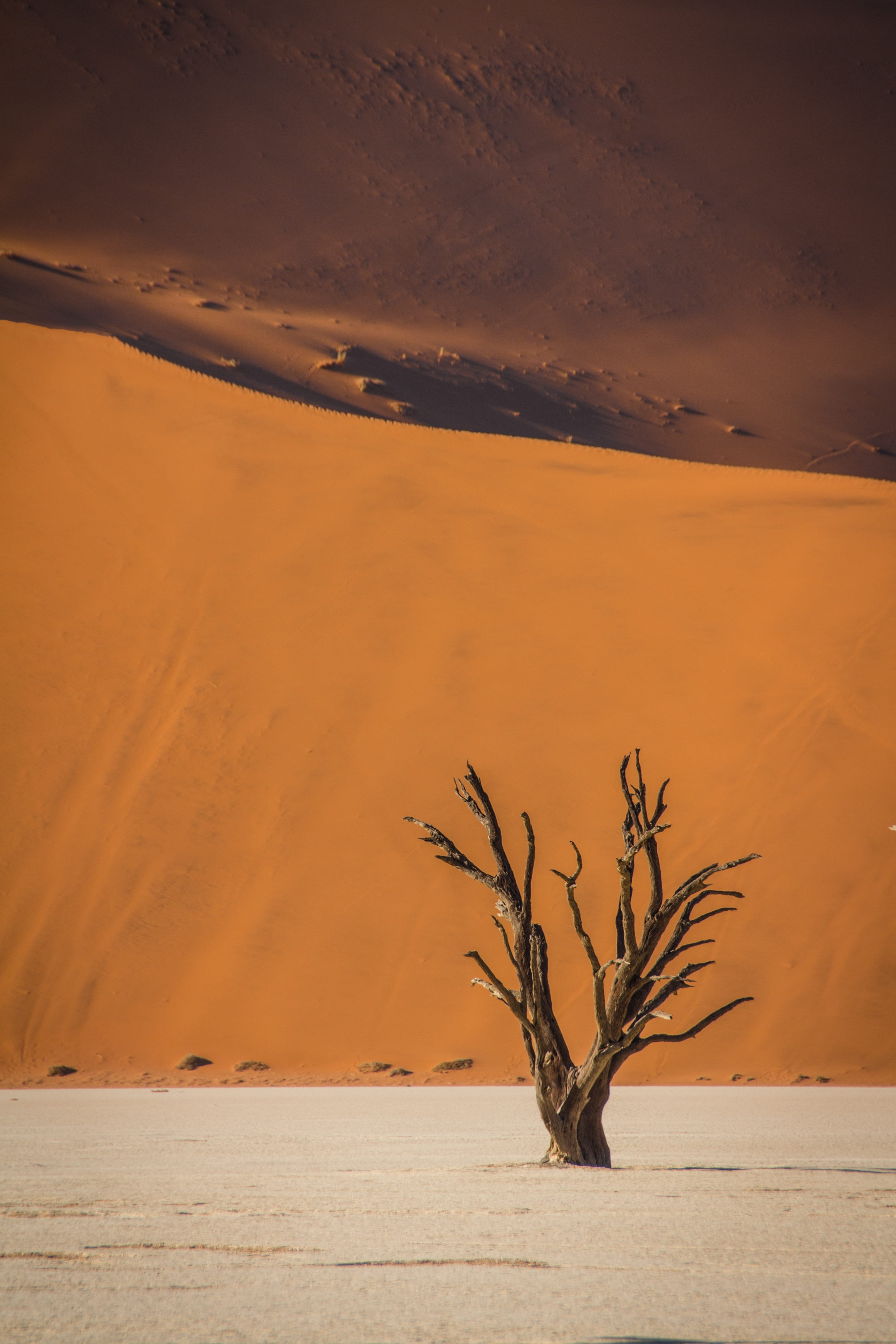 dune, non-urban scene, environment, no people, land, plant, outdoors, orange color, sand, namibia, wildlife, dead plant, scenics - nature, landscape, bare tree, Phone HD Wallpaper
