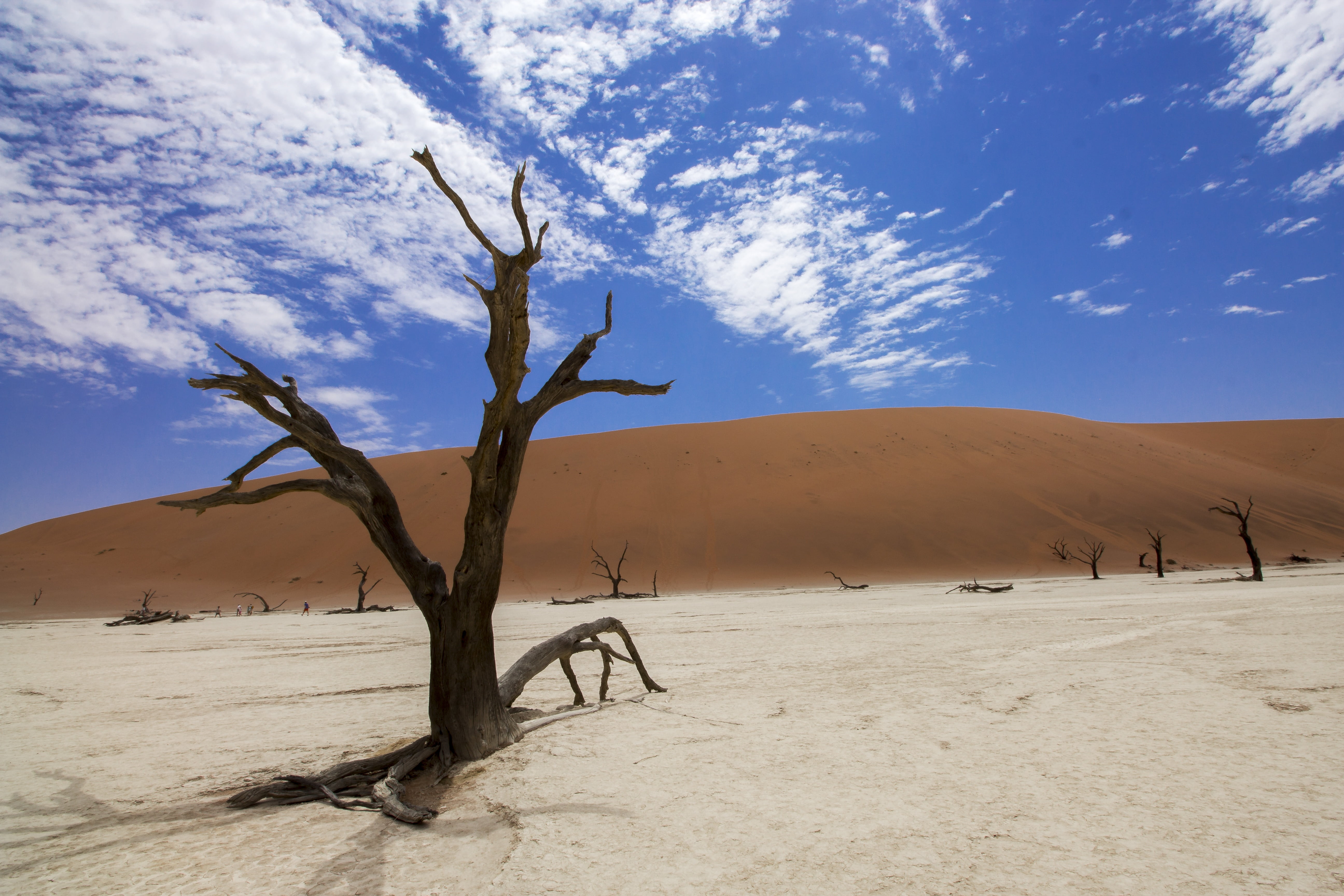 arid Climate, land, wildlife, landscape, tree, natural, sossusvlei, hot, arid, sand, 5K, scenics - nature, travel, valley, climate, non-urban scene, vlei, HD Wallpaper