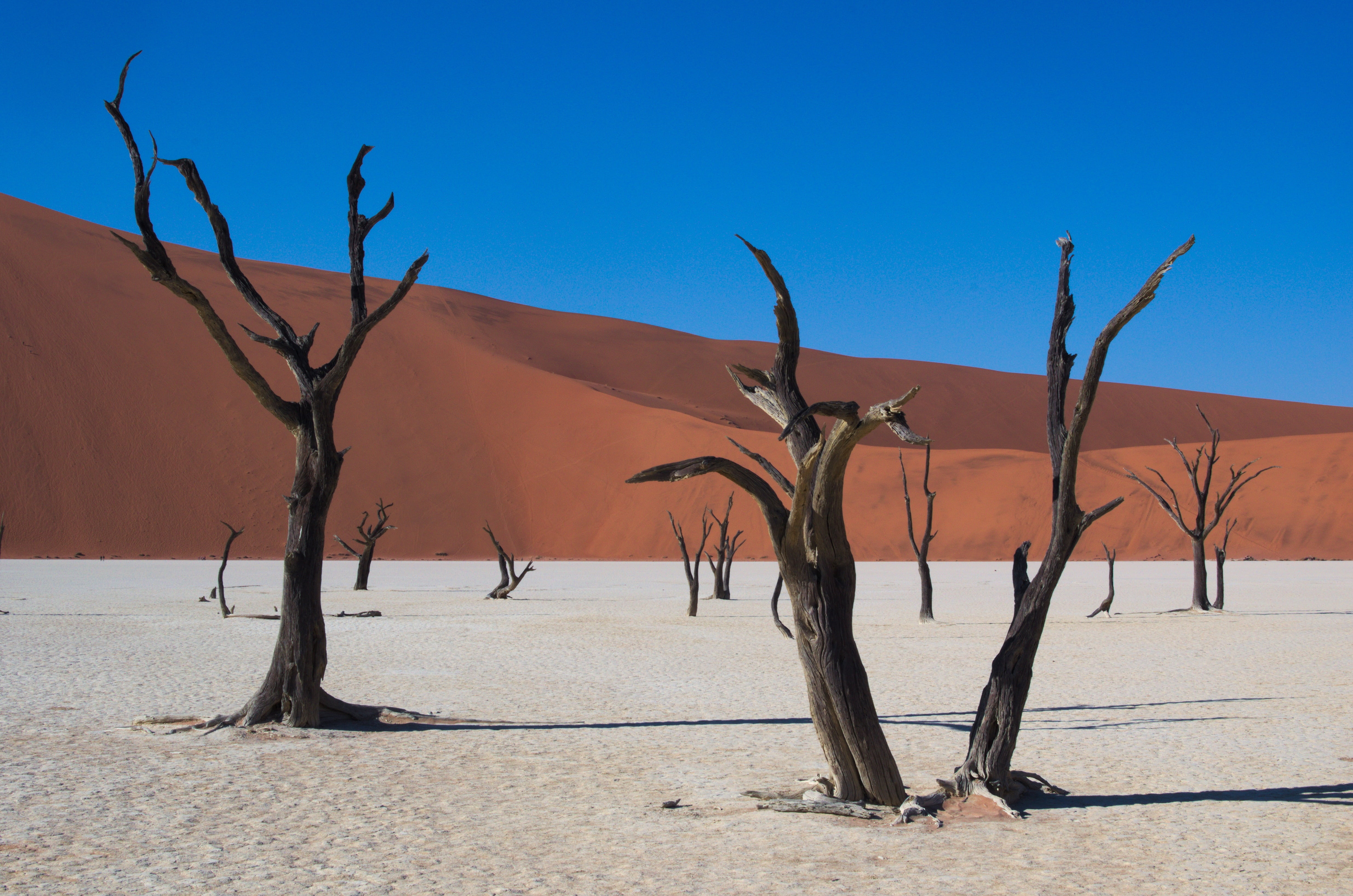 desert, sossusvlei, sand Dune, dead plant, scenics - nature, 4K, land, namib Desert, leafless, nature, sunlight, sand, deadvlei, environment, sky, day, HD Wallpaper
