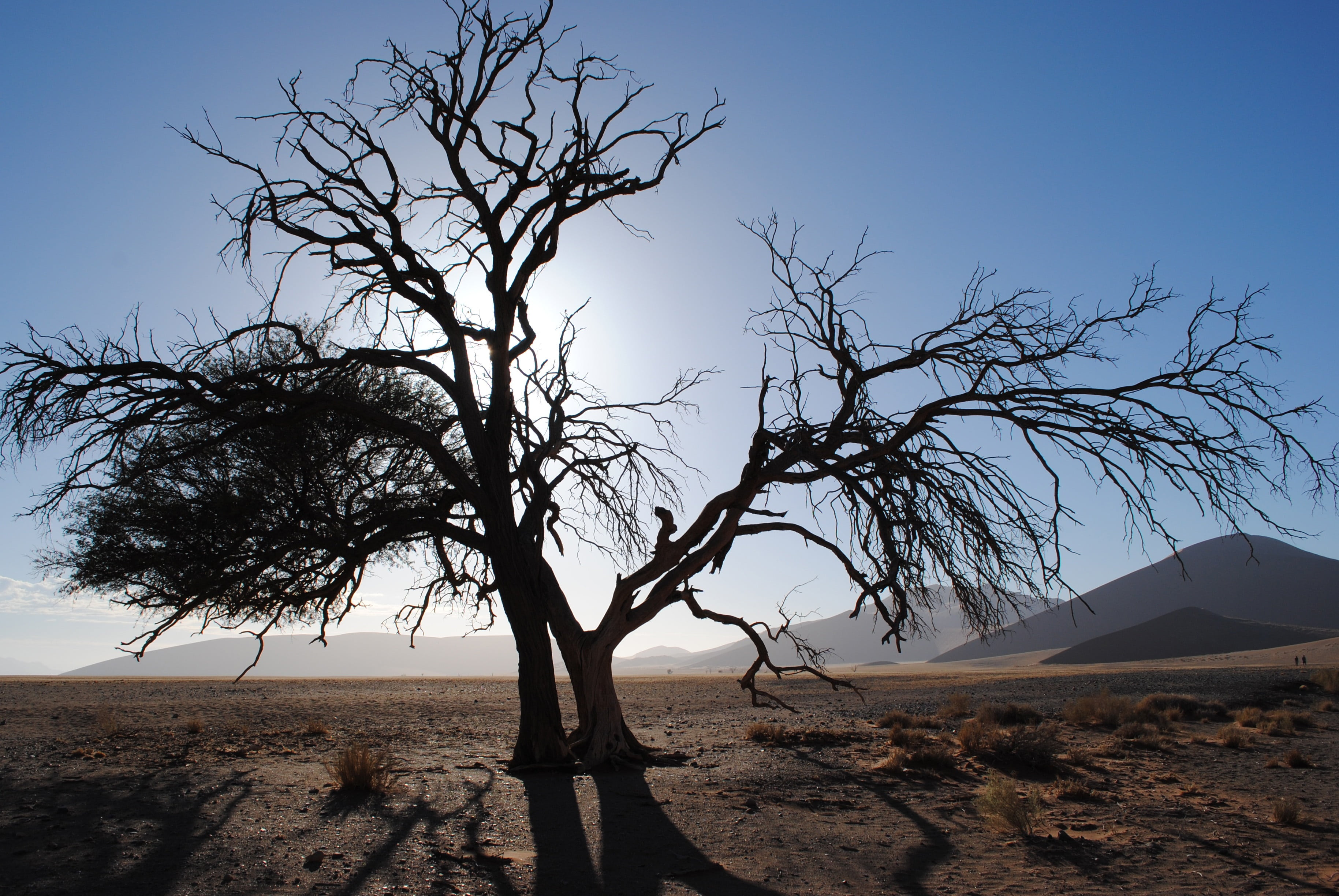 outdoors, scenics, tree trunk, sand dune, non-urban scene, sunlight, namib, namibia, tree, arid climate, desert, environment, plant, land, sand, africa, HD Wallpaper