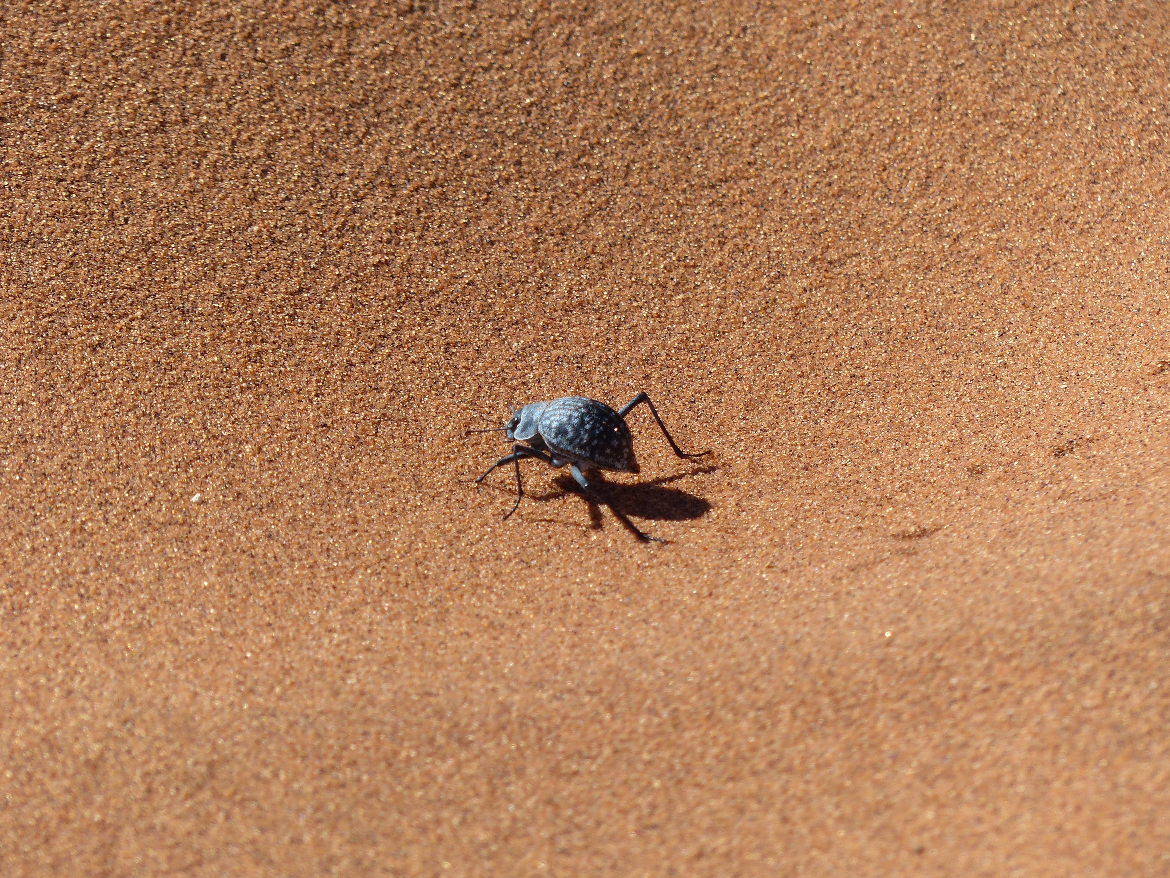 invertebrate, high angle view, desert, insect, animal, animal themes, outdoors, one animal, sunlight, zoology, animal wildlife, crawl, selective focus, HD Wallpaper