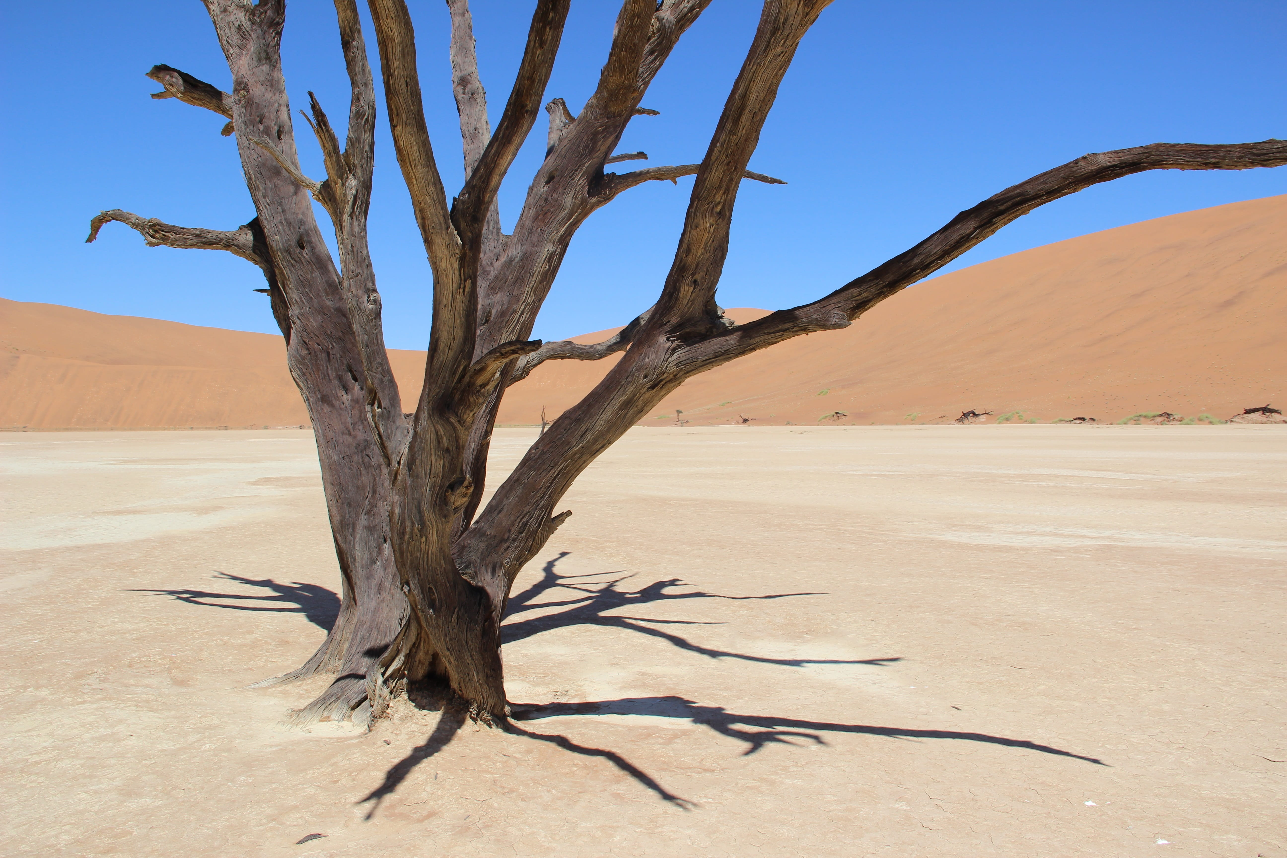 Sand, scenics, sand, climate, bare tree, outdoors, sand Dune, Africa, environment, landscape, dry, nature, 5K, tranquility, tree trunk, dead plant, sossusvlei, HD Wallpaper