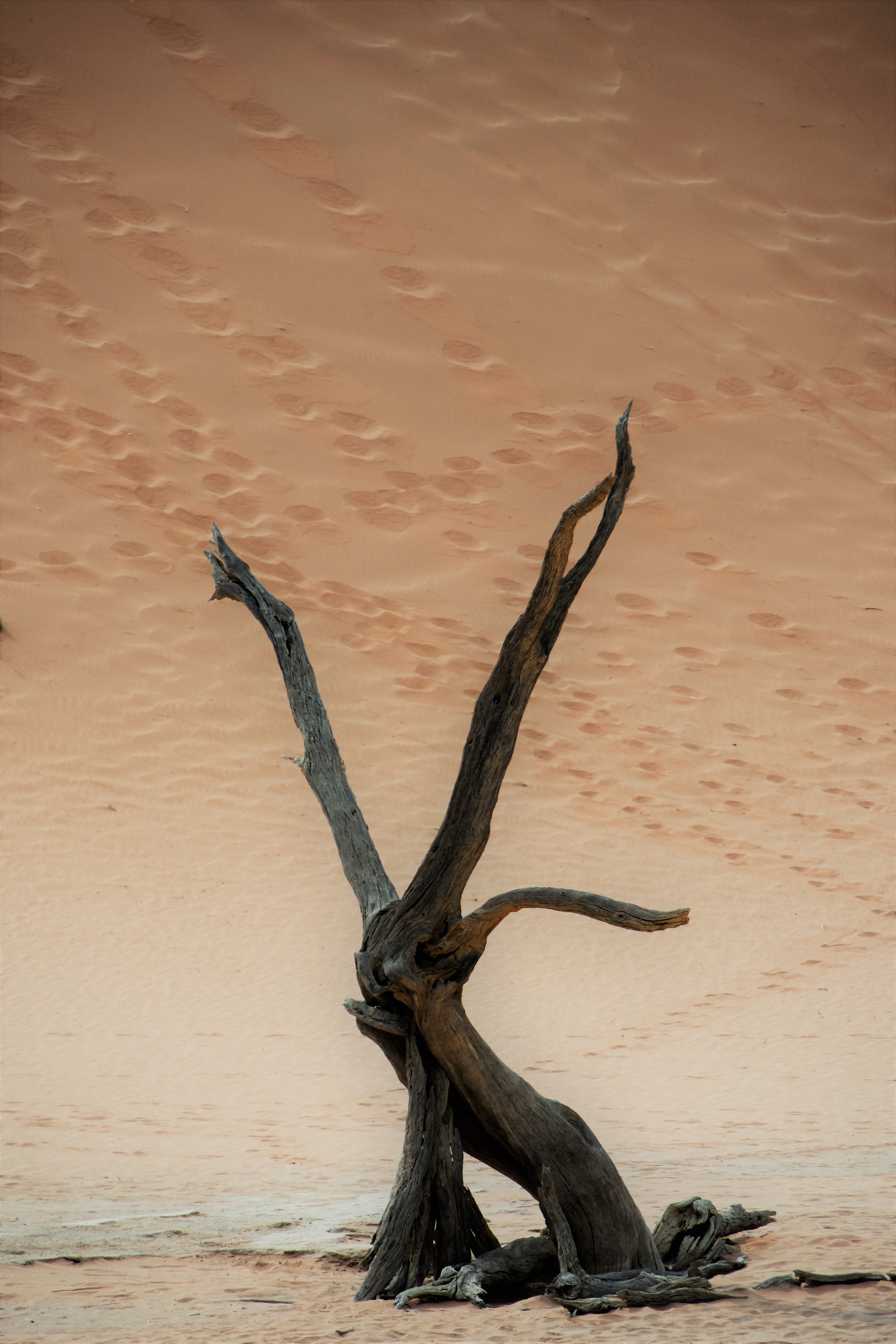 sand dune, 5K, land, dead plant, africa, tranquil scene, sand, focus on foreground, beauty in nature, tranquility, non-urban scene, animal wildlife, wood - material, Phone HD Wallpaper