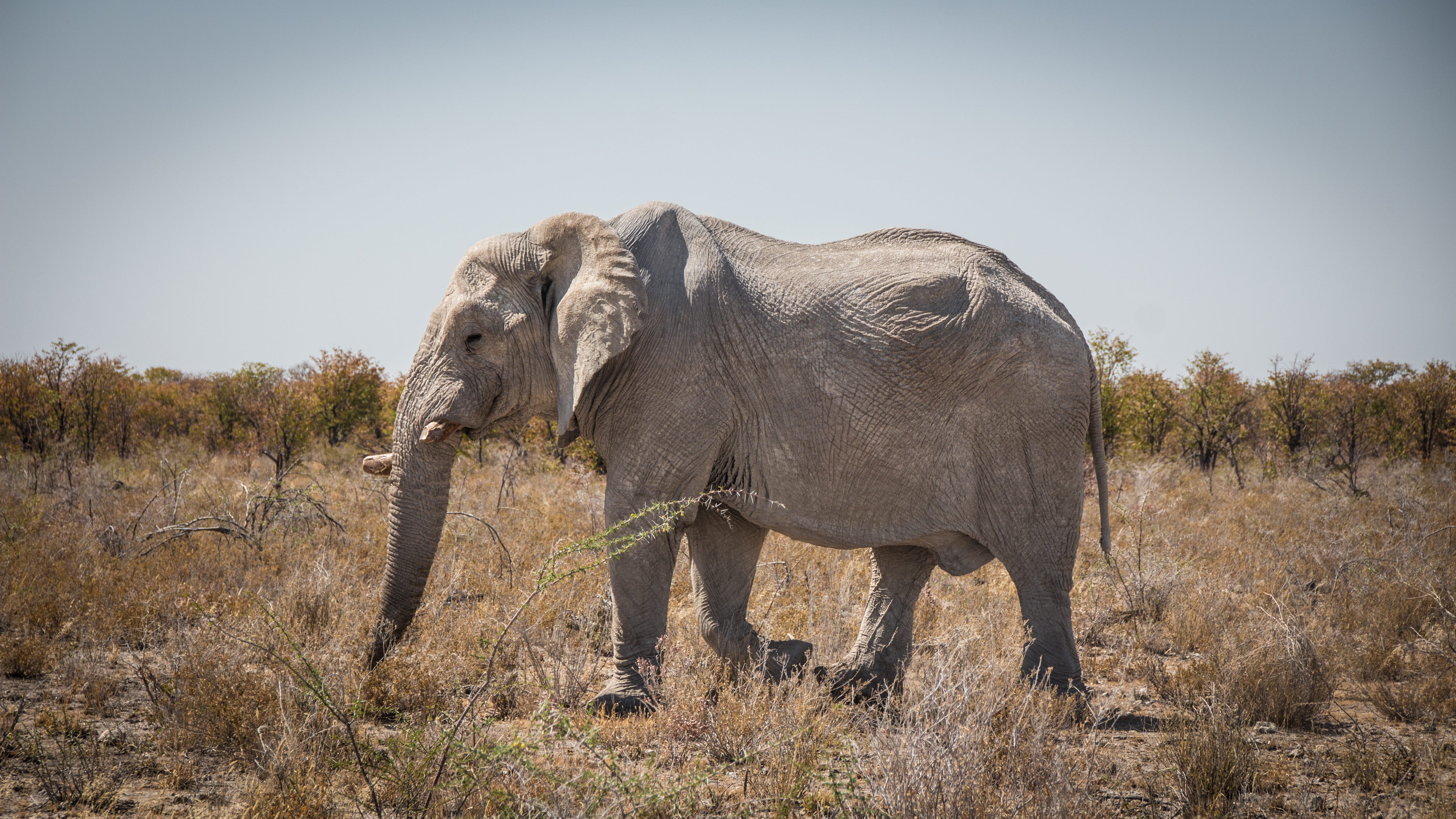 grass, side view, outdoors, day, travel, no people, etosha, animal themes, africa, tree, one animal, mammal, african elephant, herbivorous, animal wildlife, HD Wallpaper