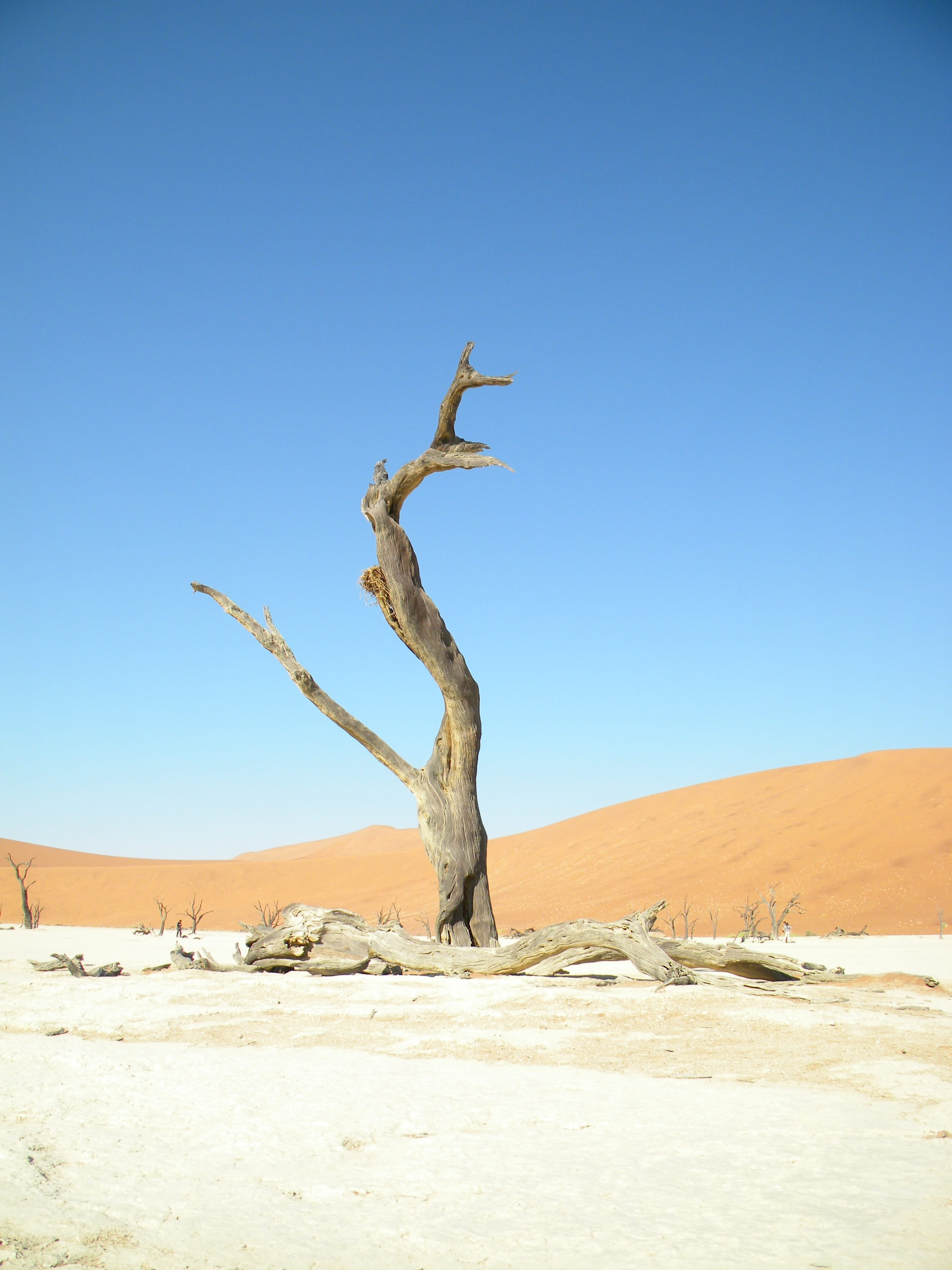 landscape, remote, copy space, travel, grey, tourism, park, red, nature, tranquil scene, wild, non-urban scene, climate, day, Namib, 2K, arid, pensive, Phone HD Wallpaper
