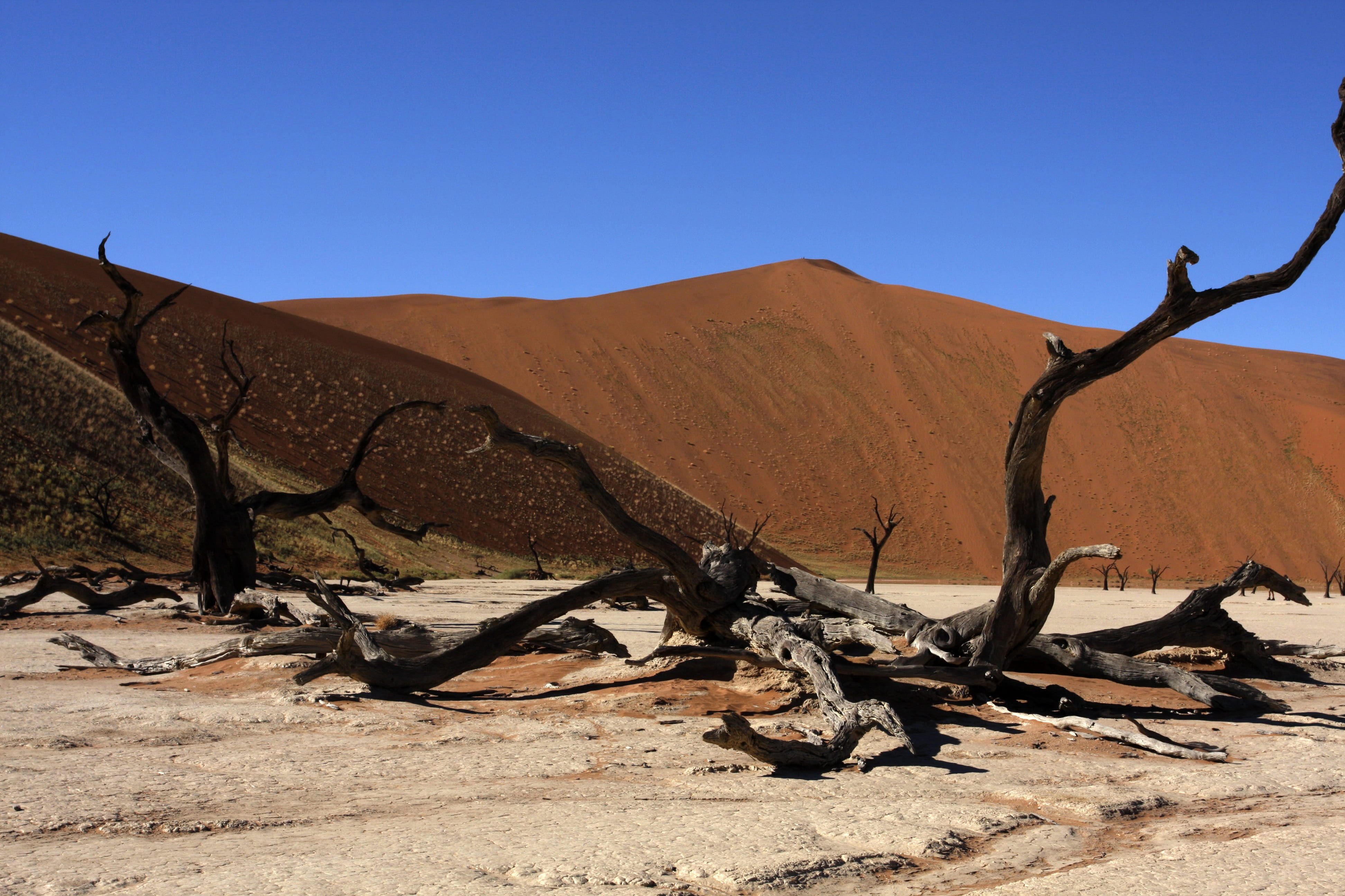 environment, dead plant, no people, climate, land, sunlight, Nature, semi-arid, scenics, tree, non-urban scene, scenics - nature, arid climate, beauty in nature, HD Wallpaper