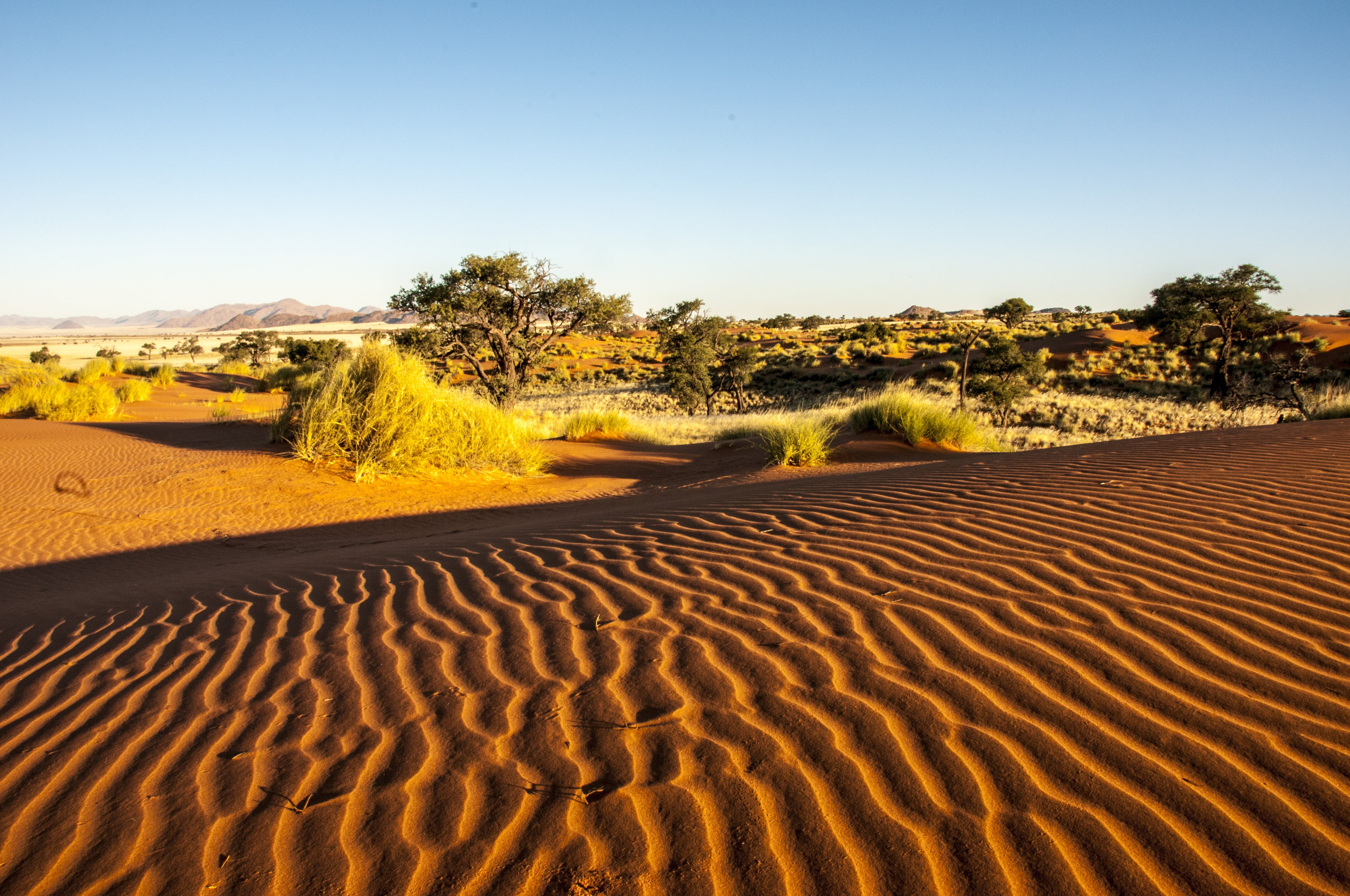 namib edge, no people, nature, desert, climate, 4K, land, sunlight, clear sky, arid climate, outdoors, wolwedans, non-urban scene, tree, beauty in nature, HD Wallpaper