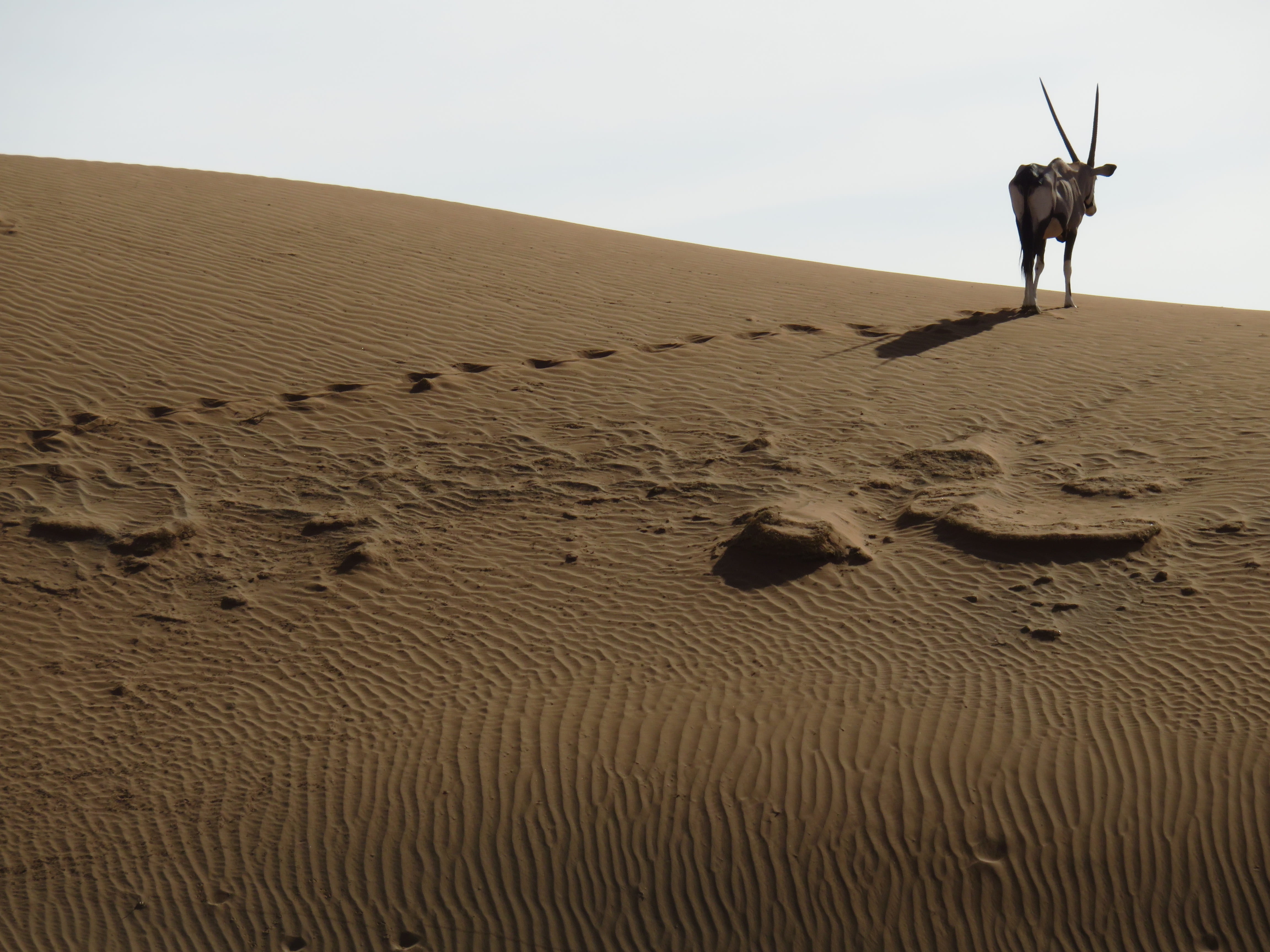 beauty in nature, animal, desert, herbivorous, spit bock, scenics - nature, landscape, domestic animals, tranquility, oryx, africa, environment, sand dune, HD Wallpaper