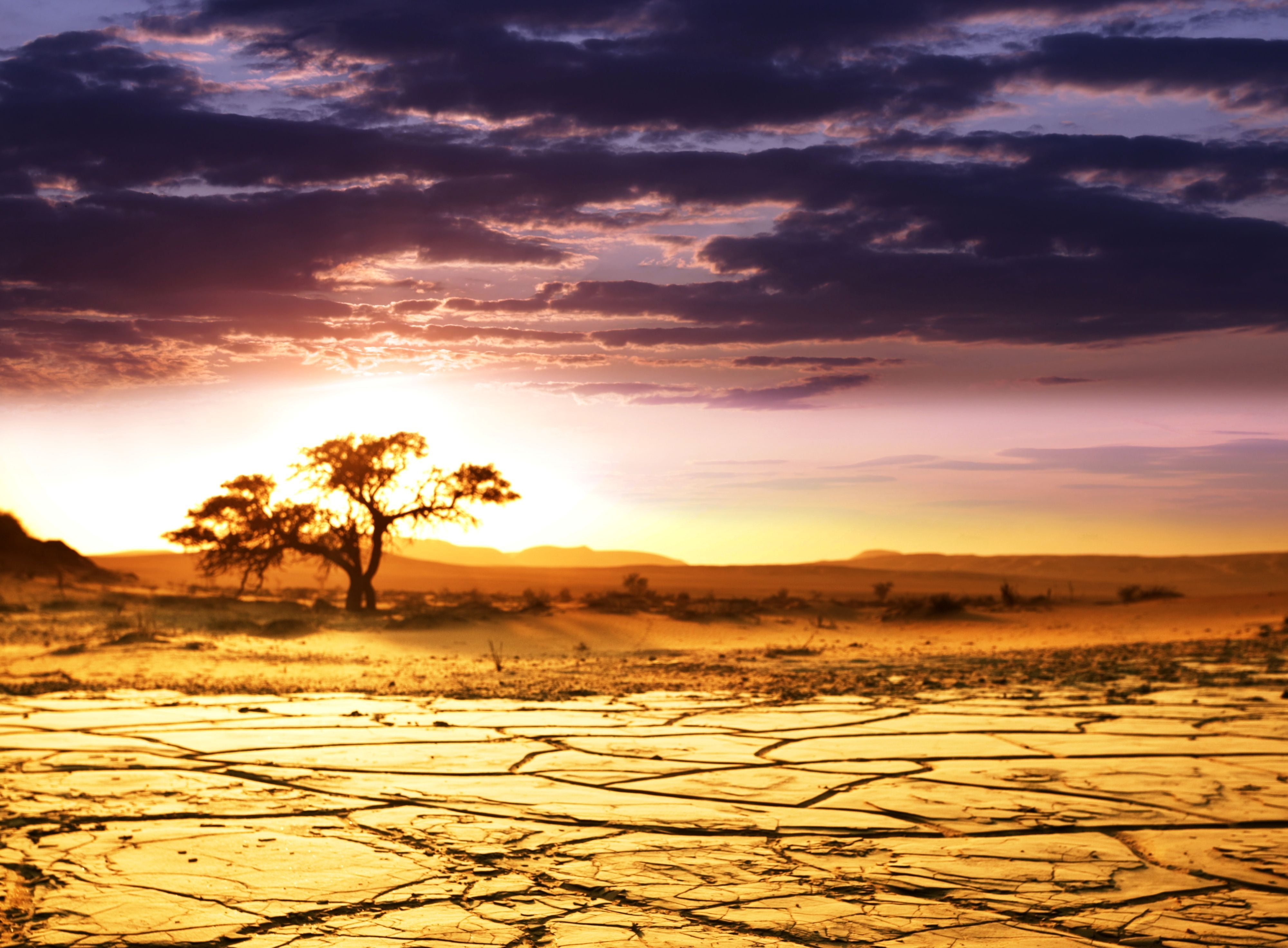 rural Scene, desert, cloudscape, travel, tranquility, horizon, tranquil Scene, silhouette, remote, yellow, sky, africa, orange Color, field, tree, morning, HD Wallpaper