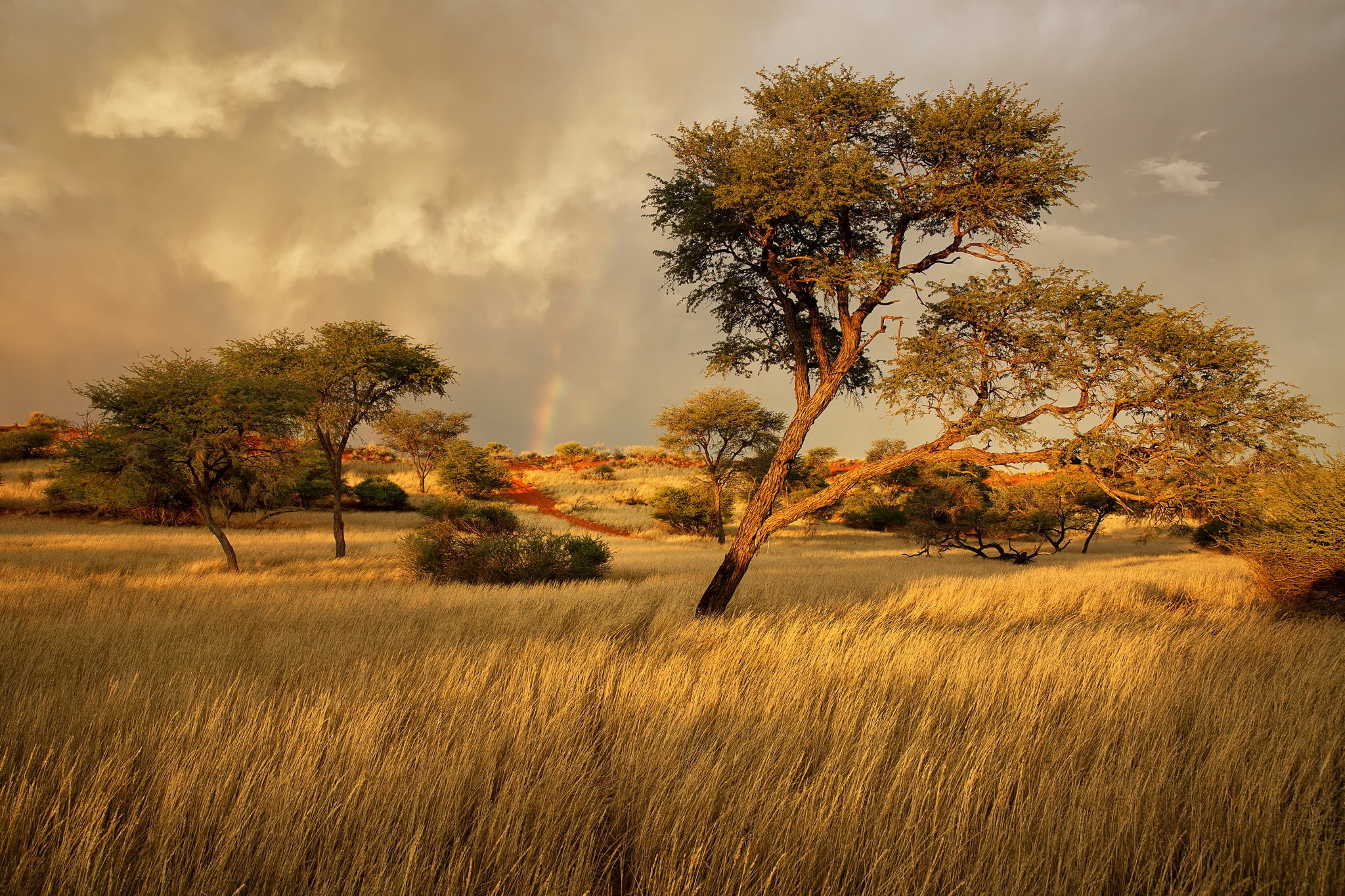 plant, land, autumn, rainbows, tranquil scene, Africa, scenics - nature, outdoors, day, tranquility, no people, sky, 1080P, brown, green, beauty in nature, HD Wallpaper