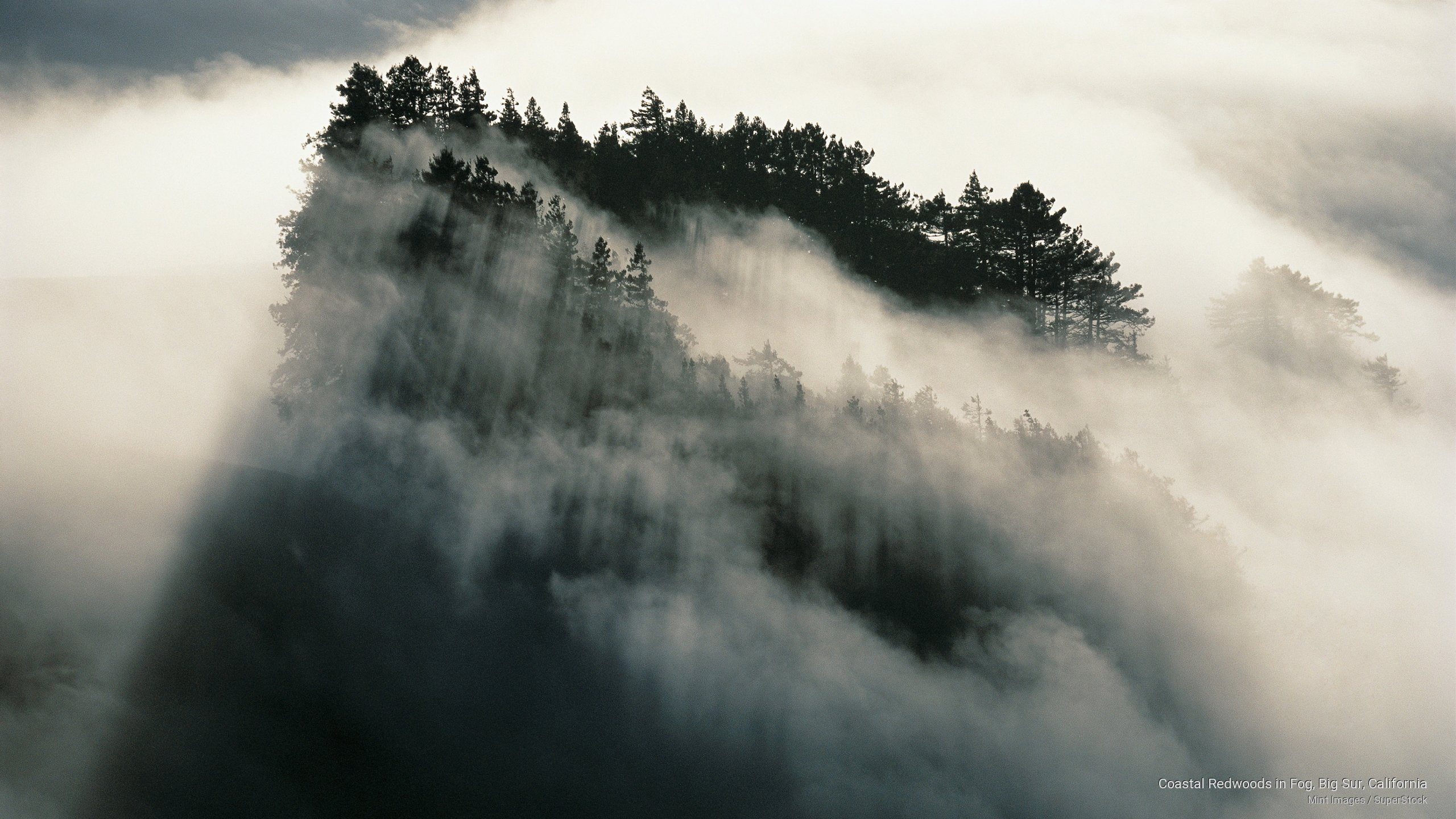 fog, Nature, redwoods, big, coastal, california, 2K, sur, HD Wallpaper