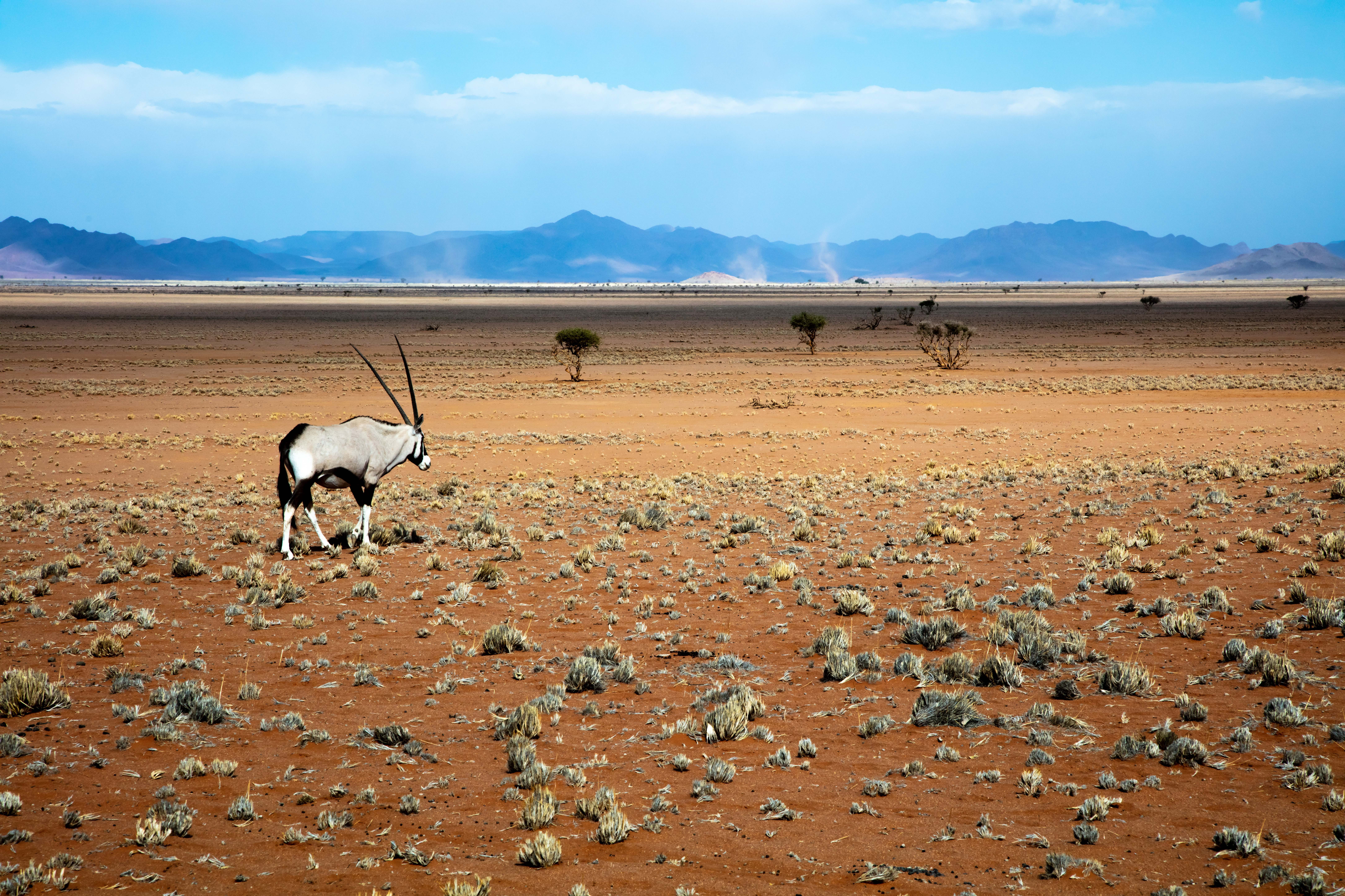 environment, desert, herbivorous, mammal, no people, group of animals, animal wildlife, domestic animals, nature, gray, land, day, namibia, namib, outdoors, HD Wallpaper