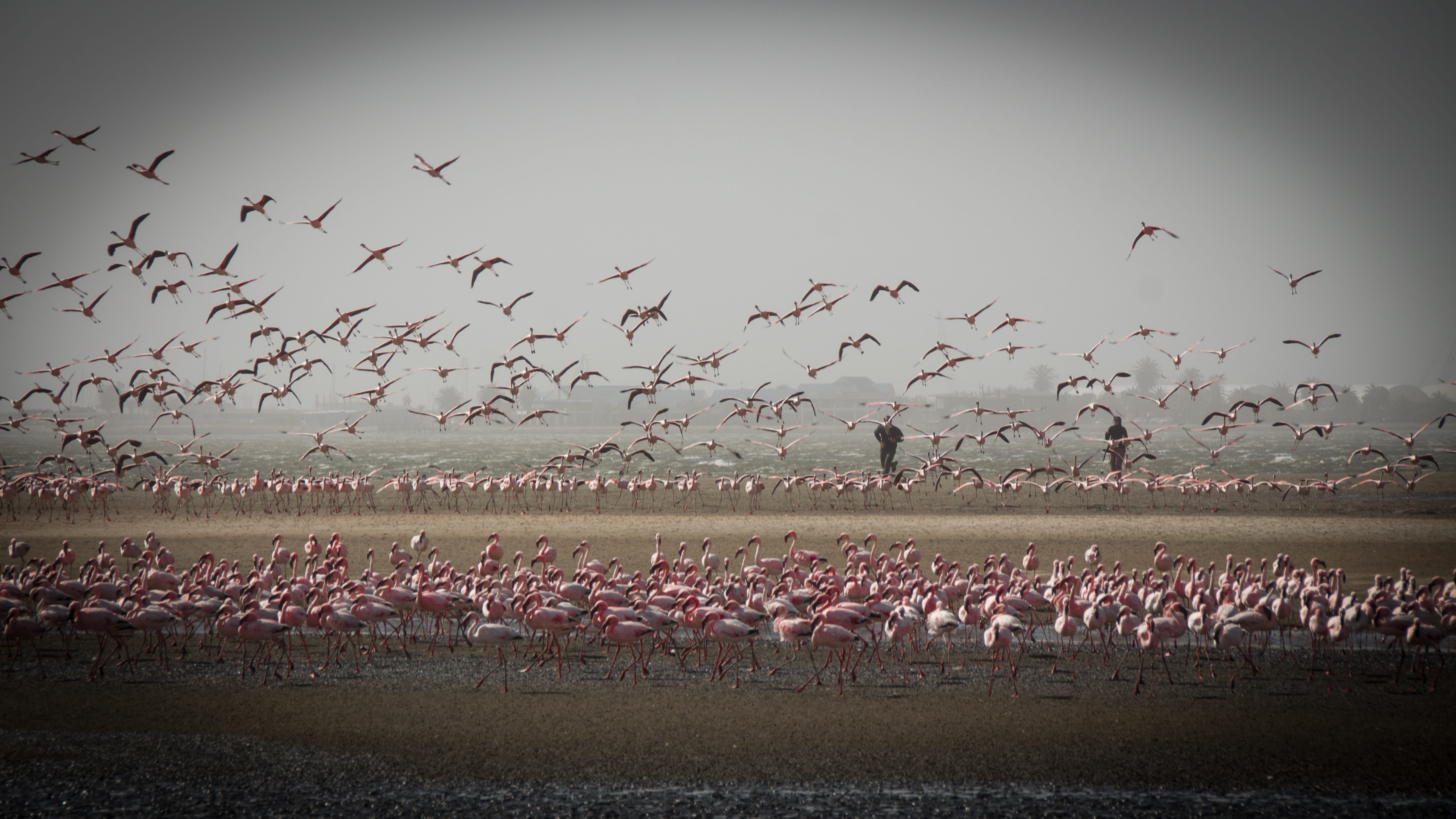 nature, environment, water, vertebrate, flying, sky, scenics - nature, namib, landscape, namibia, bird, animals in the wild, animal, no people, group of animals, HD Wallpaper