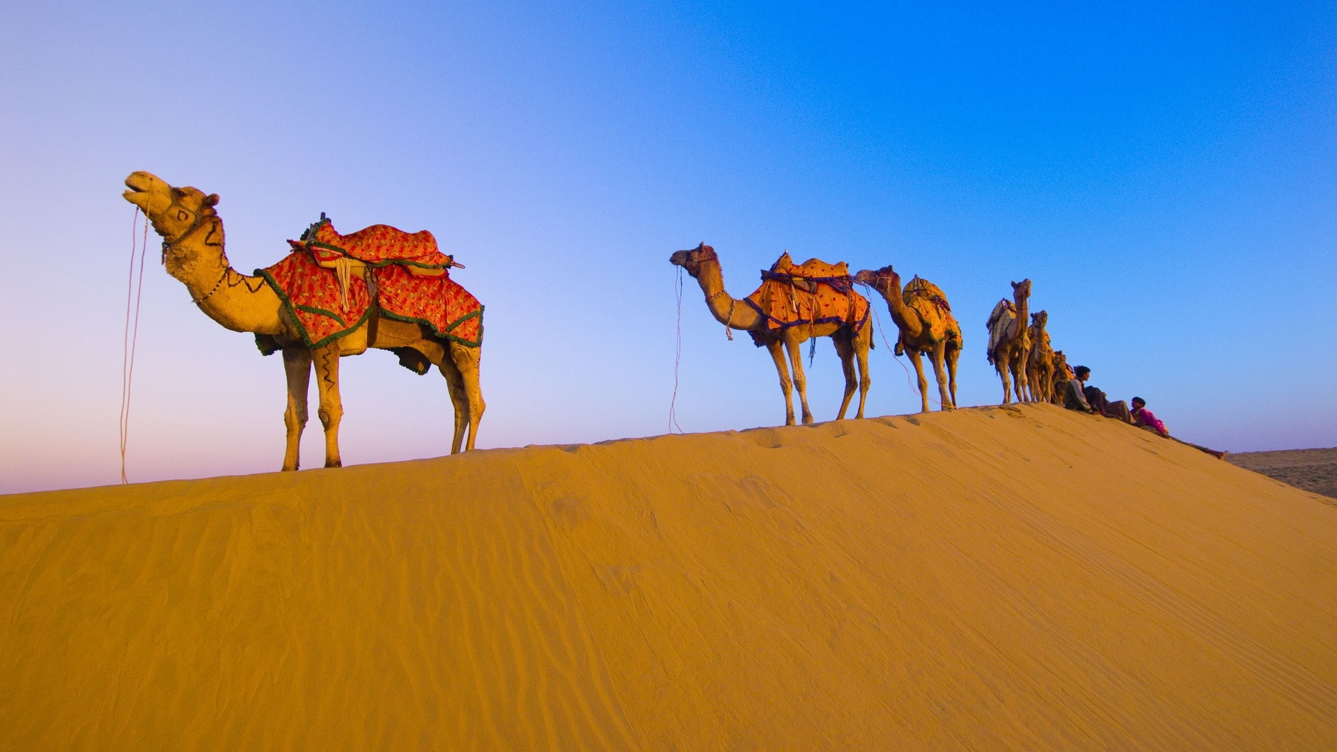 hd, sahara, deserts, art, 1080P, nature, india, camels, HD Wallpaper