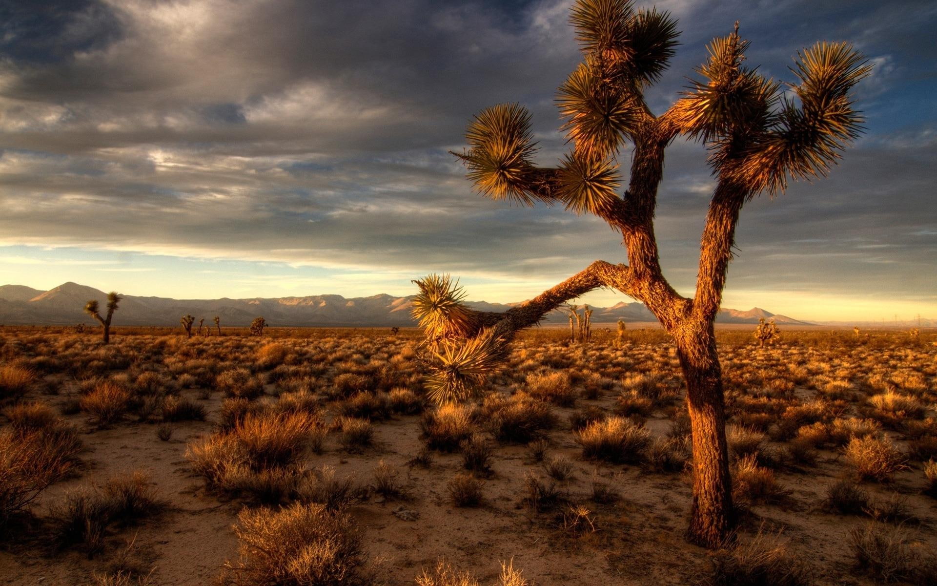 nature and landscapes, sunset, 1080P, tree, desert, joshua, HD Wallpaper