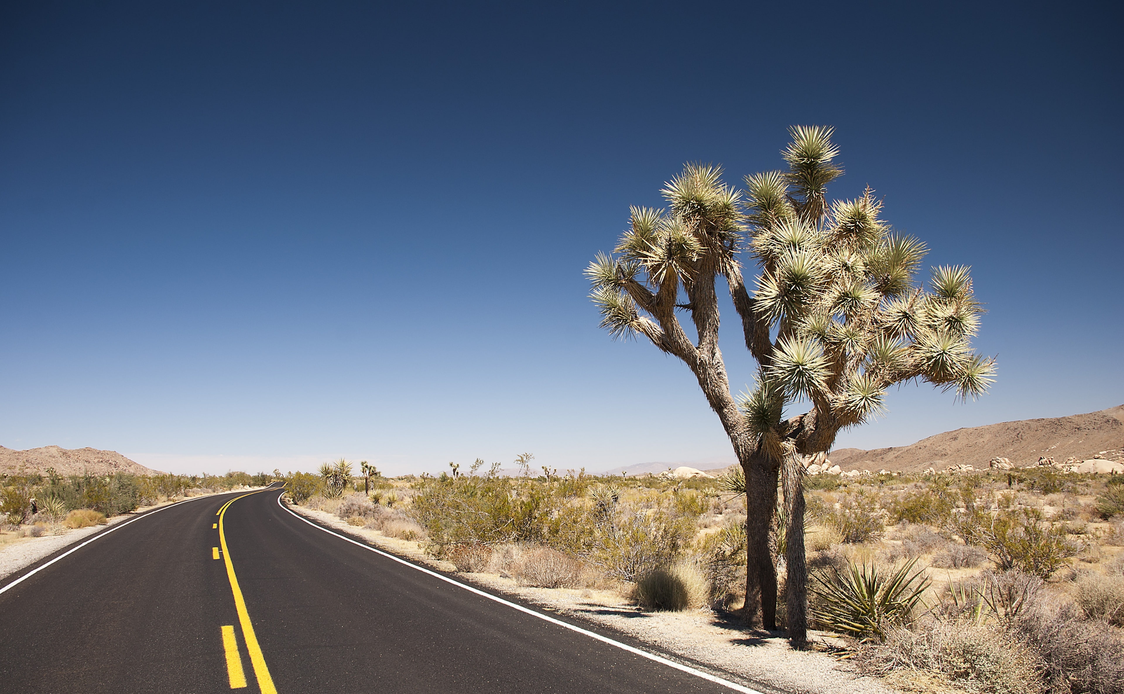 non-urban scene, sunlight, landscape, Desert, no people, the way forward, outdoors, symbol, tranquil scene, Road, tranquility, beauty in nature, day, Joshua, HD Wallpaper