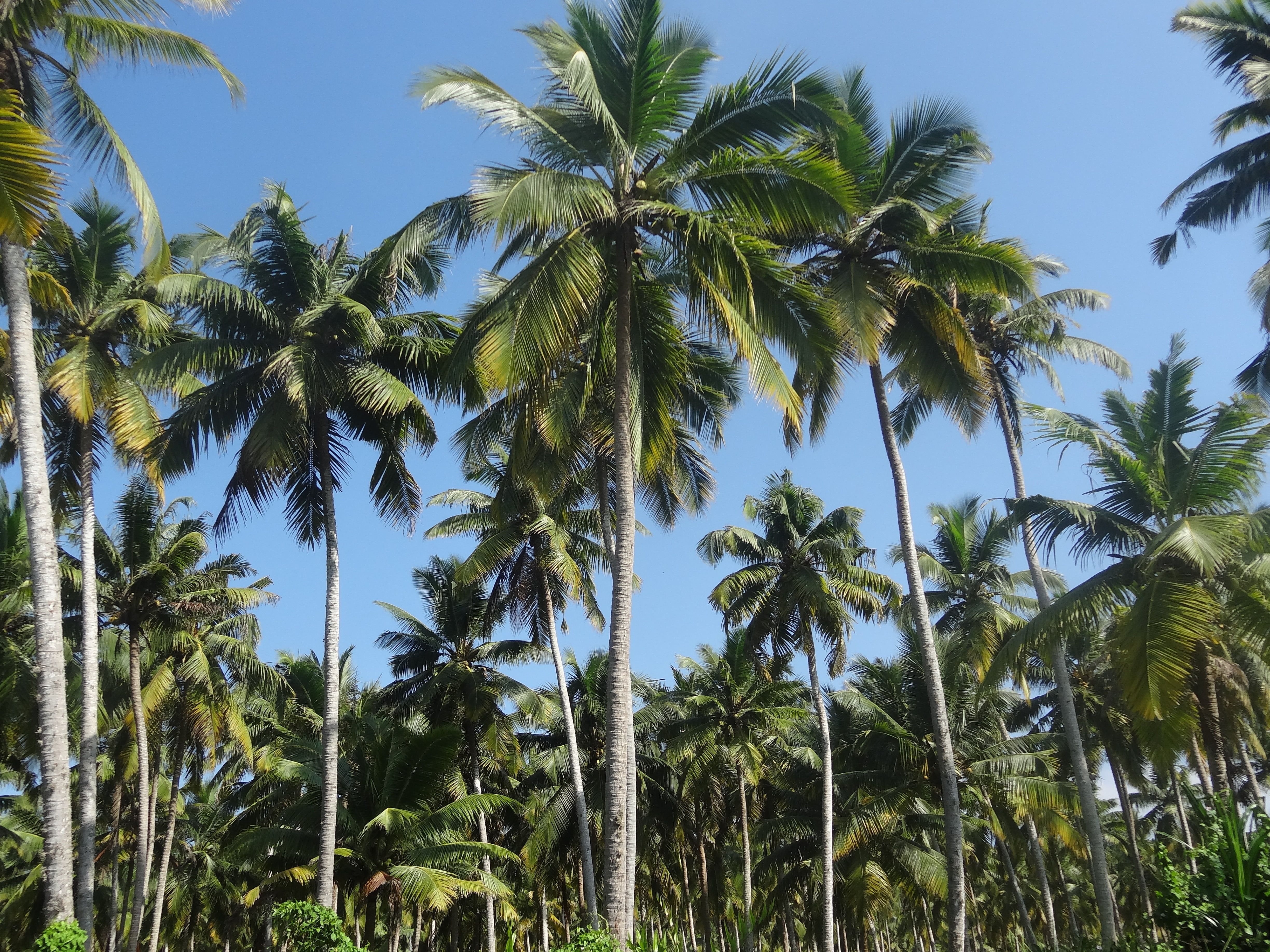 plant, palm tree, 4K, outdoors, landscape, no people, plantation, tropical climate, coconut palm tree, green color, tall - high, palm leaf, beauty in nature, HD Wallpaper
