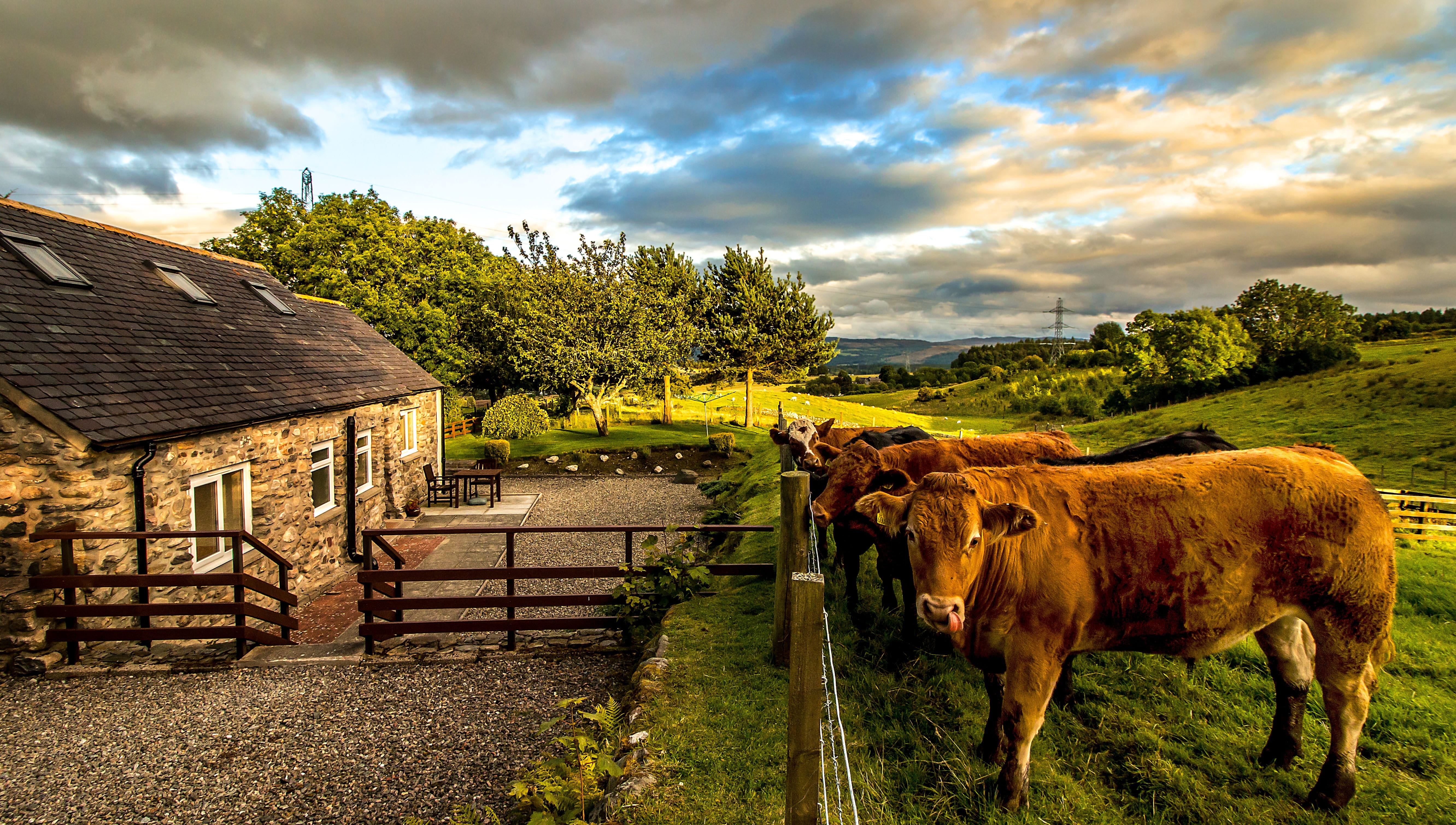 animal, grass, land, built structure, pets, highlands and islands, cows, field, scotland, domestic, cottage, domestic animals, nature, architecture, sky, HD Wallpaper