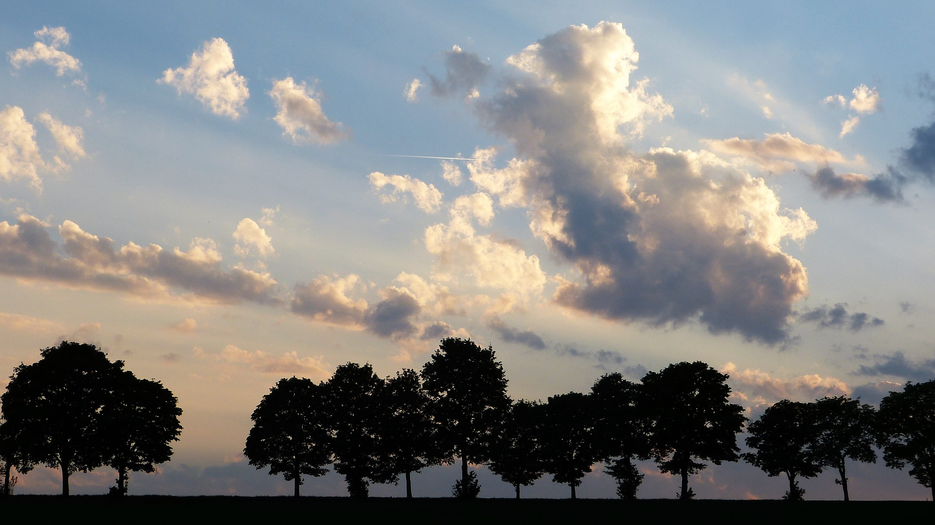 tree, land, grass, idyllic, die, sunset, tranquil scene, growth, 2K, together, i miss you, scenics - nature, avenue, field, faith, cloud - sky, farewell, HD Wallpaper