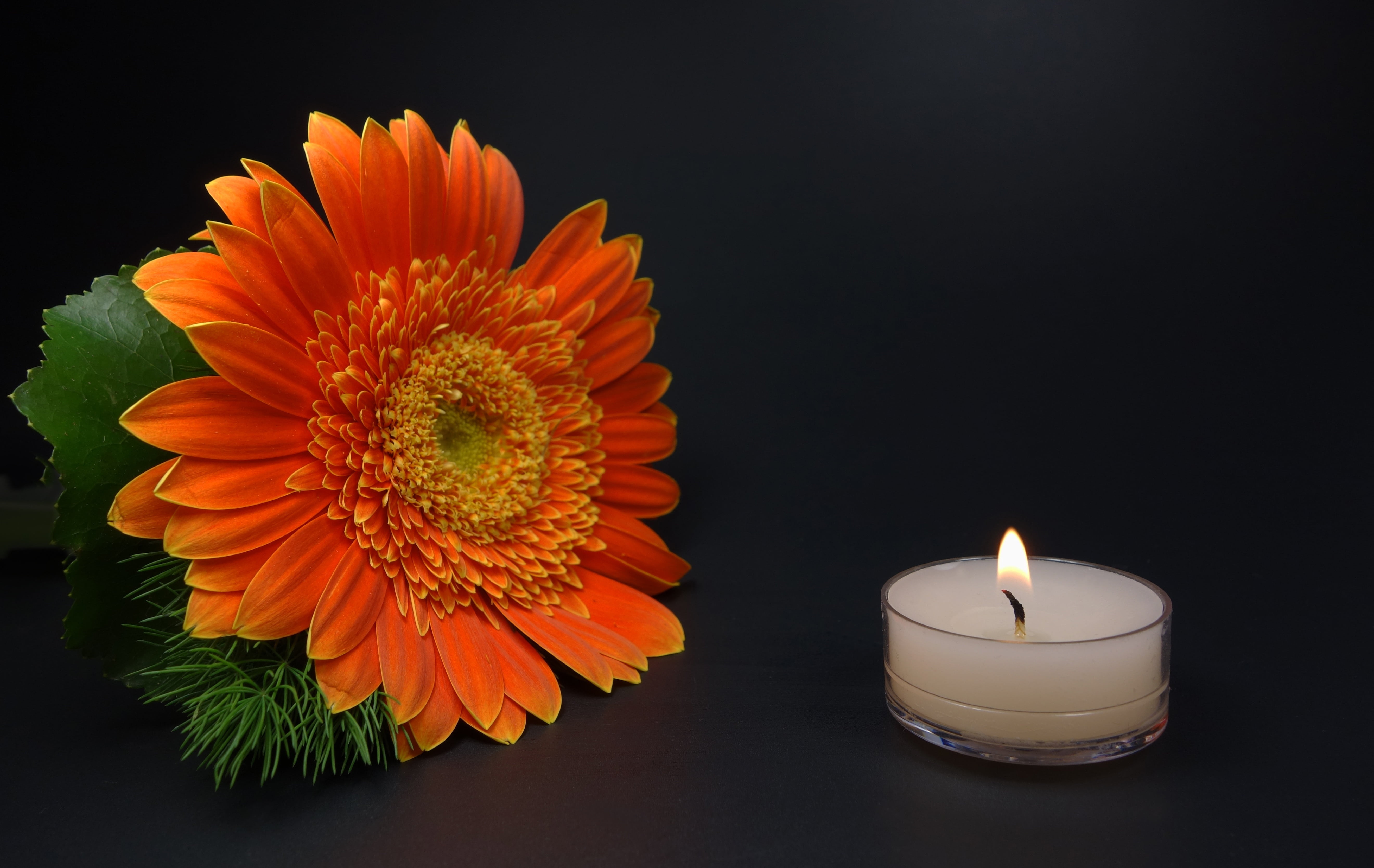 studio shot, daisy, fire, sunflower, burning, romantic, mourning, close-up, nature, lighted, 5K, flower, trauerkarte, lanterns, orange color, no people, HD Wallpaper