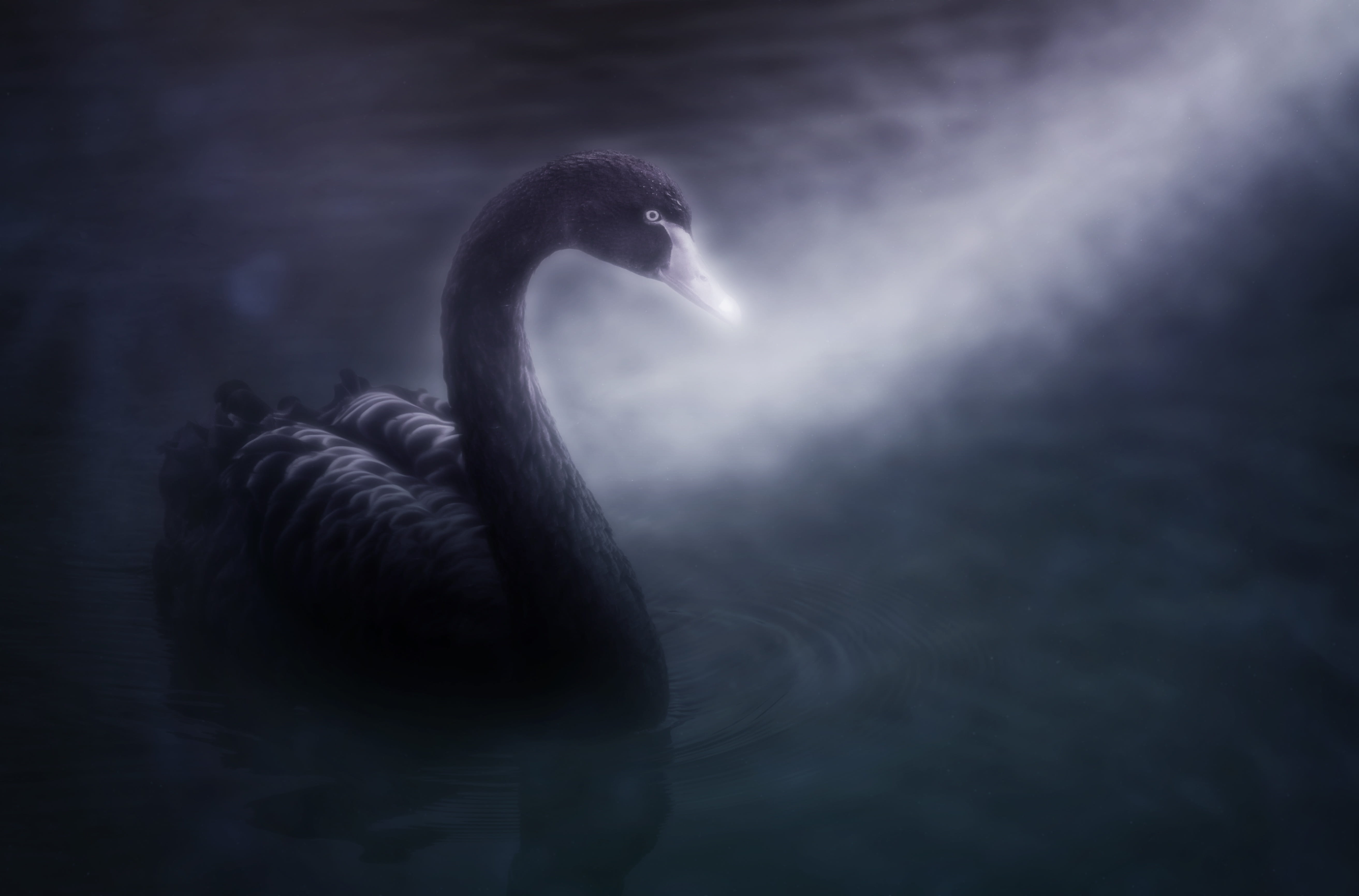cygnus atratus, mourning, occasion, animal wildlife, elegant, mourning swan, nature, mood, ray of light, no people, vertebrate, dreamy, symbolic, fog, day, HD Wallpaper