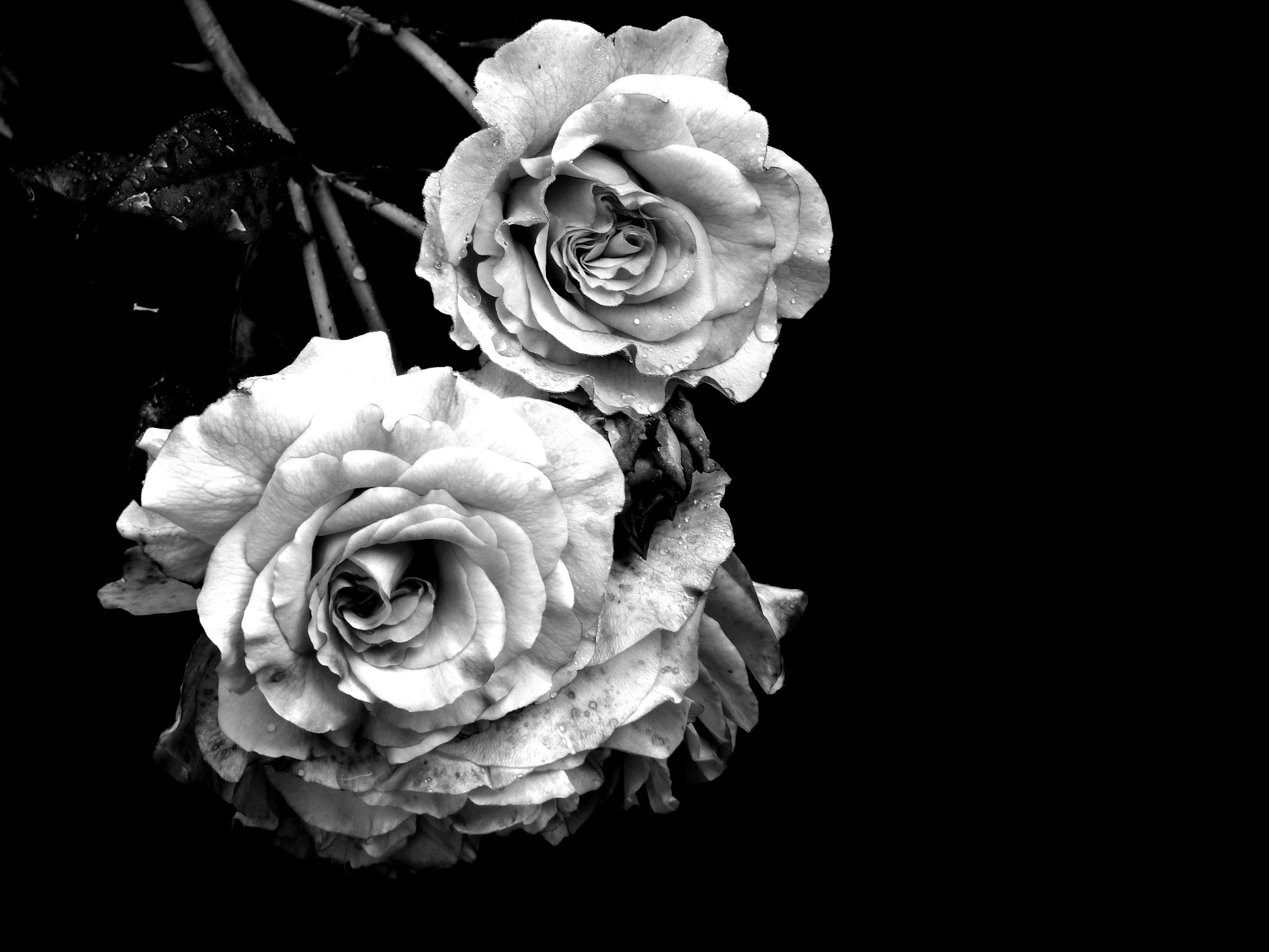 flower, indoors, postcard, studio shot, petal, condolences, trauerkarte, cemetery, grey, growth, black and white, rose, close, bunch of flowers, beauty in nature, HD Wallpaper