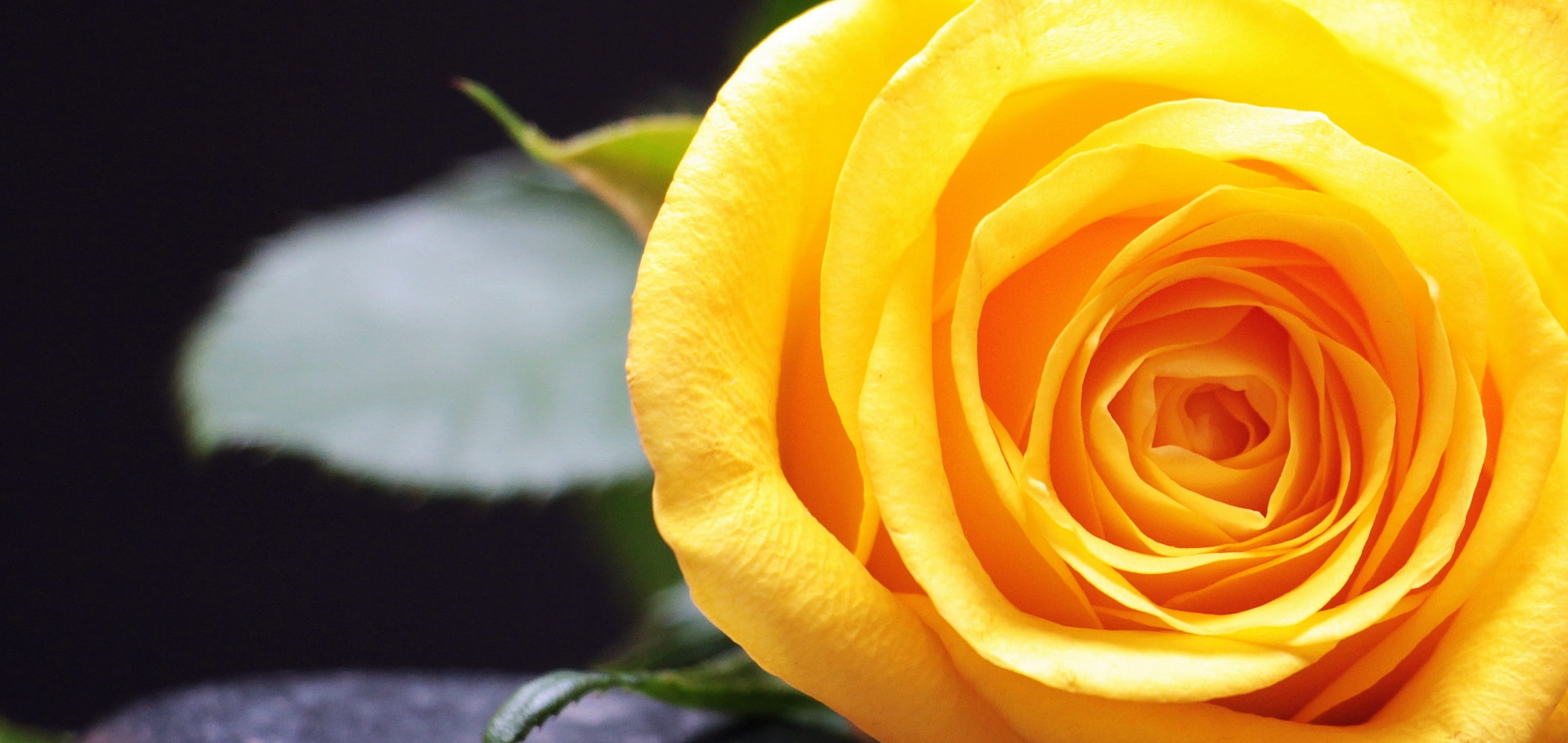 soft focus, fragility, rose bloom, postcard, freshness, bloom, yellow flower, flower, wellness, macro, hope, trauerkarte, meditation, growth, inflorescence, HD Wallpaper
