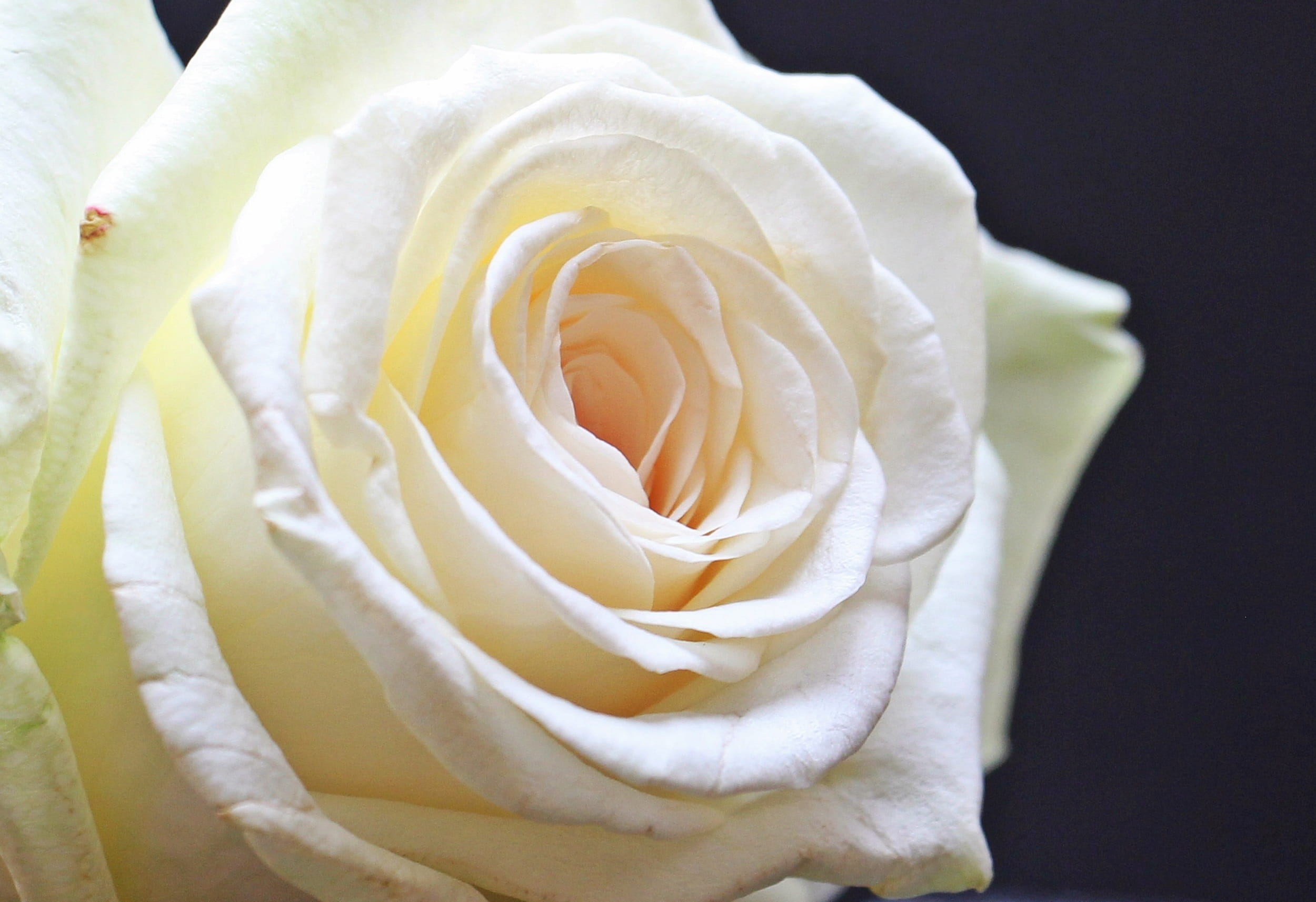emotion, close-up, fo, Blossom, macro, springtime, petal, postcard, flower head, photo, background, floral card, bloom, black, growth, inflorescence, white, HD Wallpaper