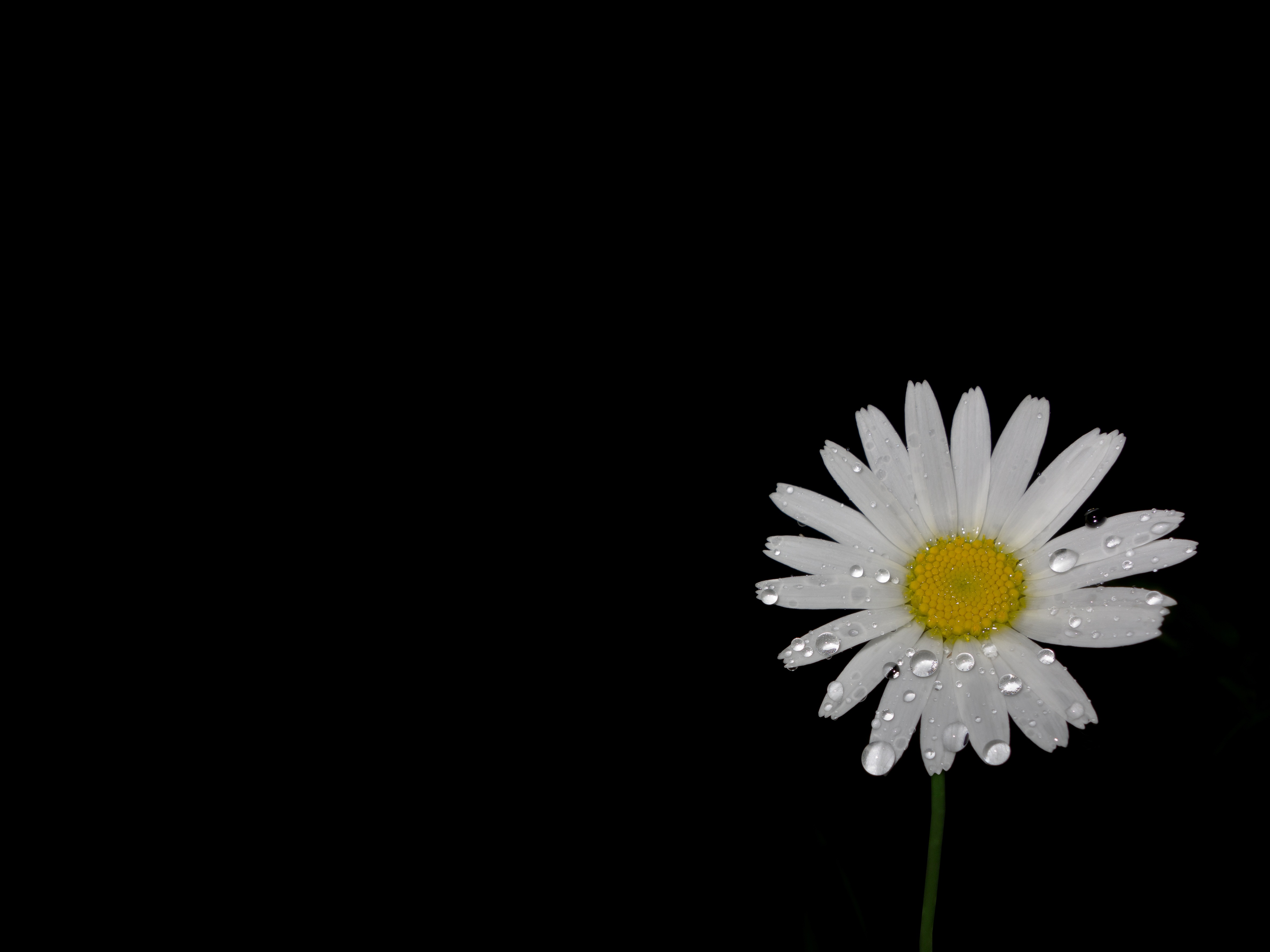 white, blossom, copy space, drop of water, greeting card, 4K, no people, focus, jewelry lilies, water, vulnerability, pollen, daisy, mourning, details, HD Wallpaper
