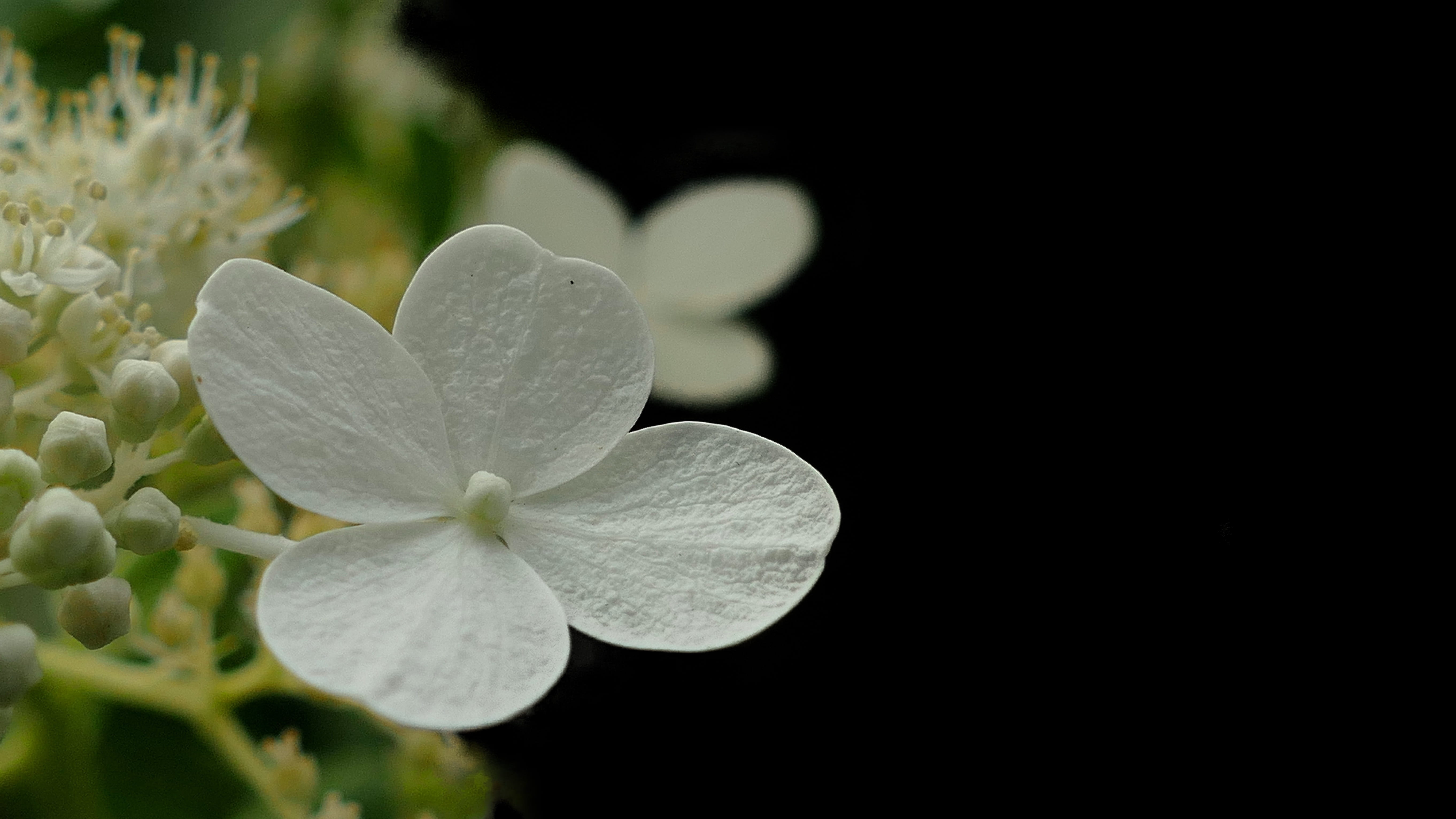 last greeting, white color, flower head, trauerkarte, inflorescence, nature, bloom, condolences, vulnerability, 5K, blossom, raindrop, outdoors, dew, no people, HD Wallpaper