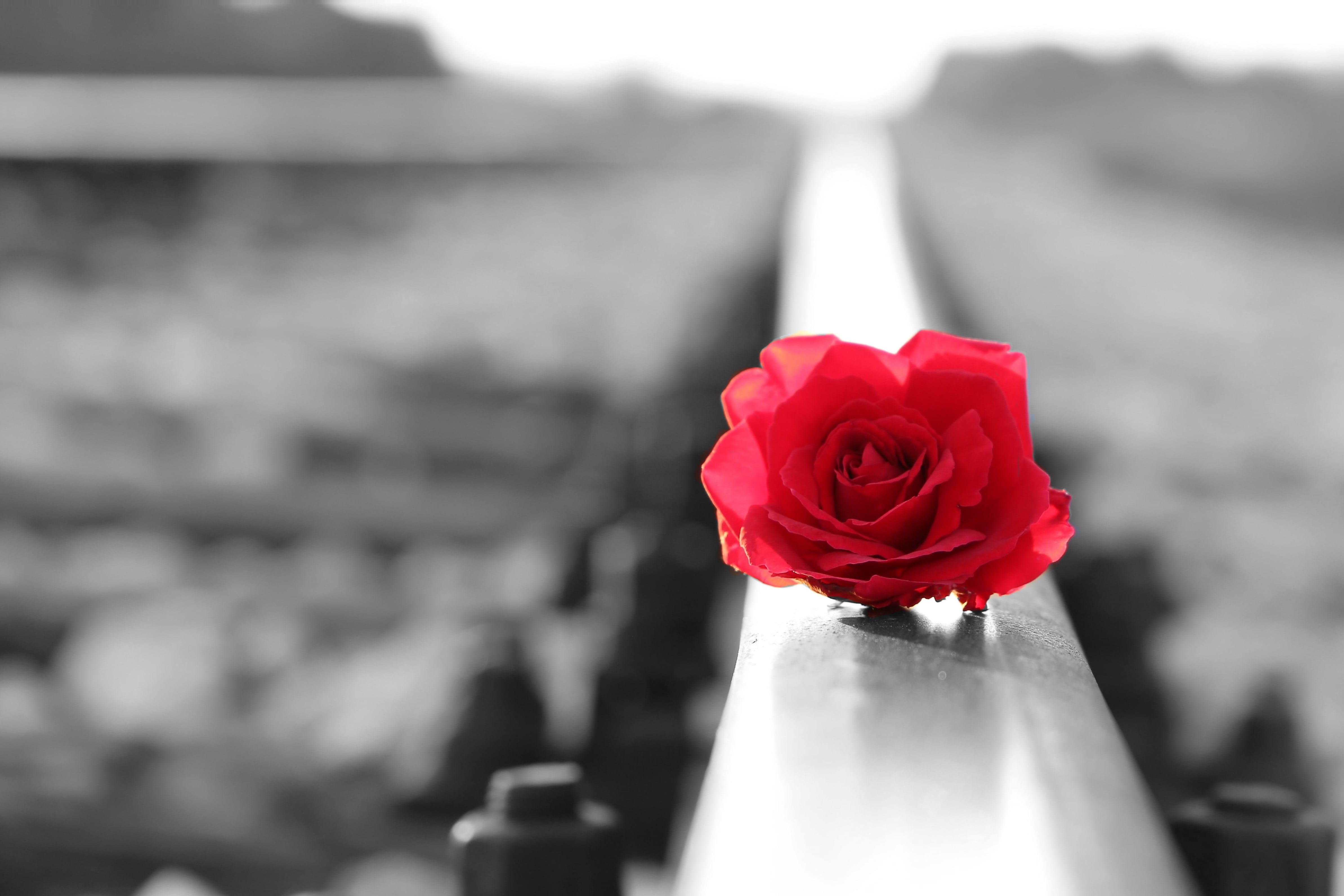 red rose on rail, flowering plant, outdoor, flower arrangement, lost love, vulnerability, inflorescence, condolence, summer, rose - flower, beauty in nature, HD Wallpaper